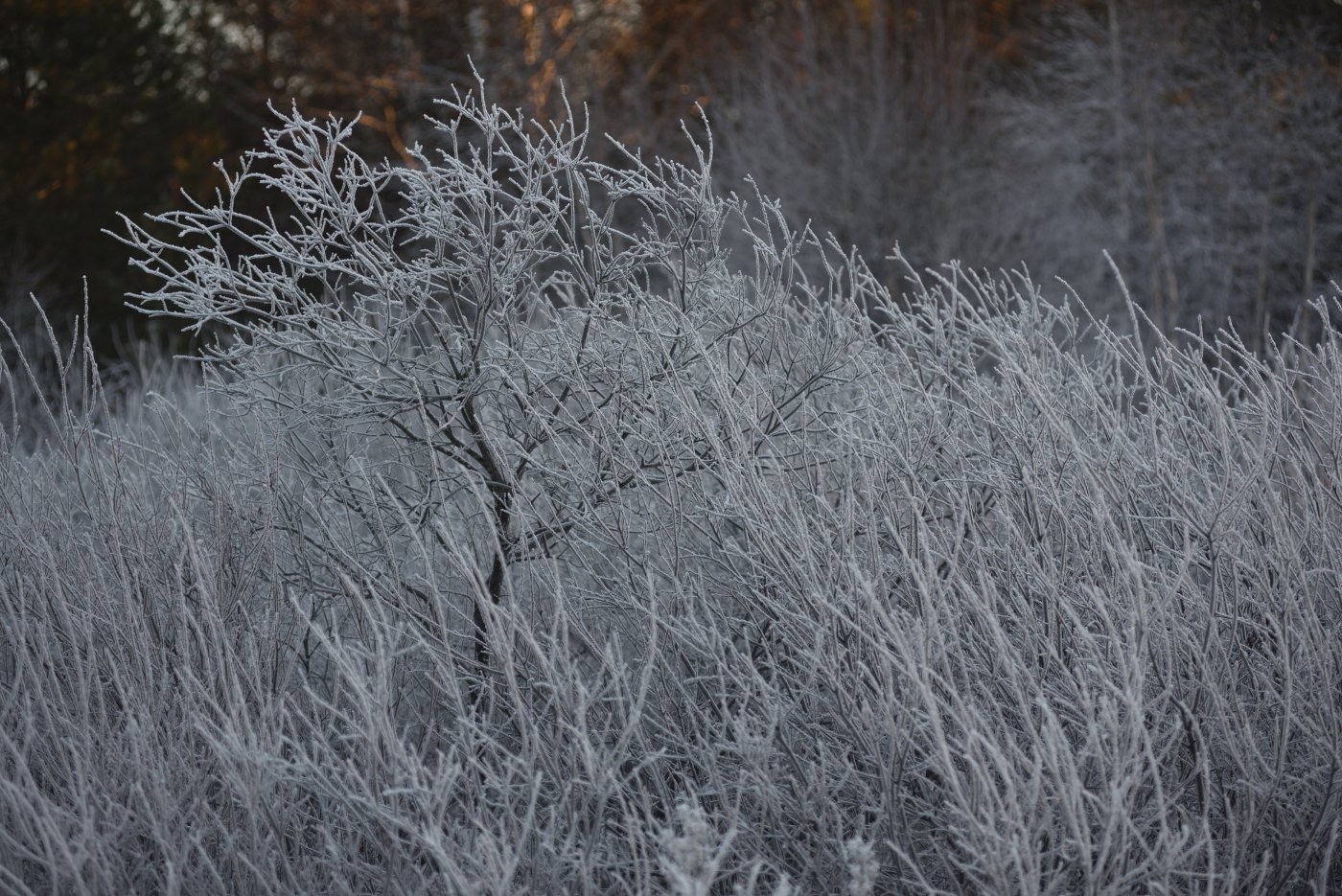 , Григорий Пиль