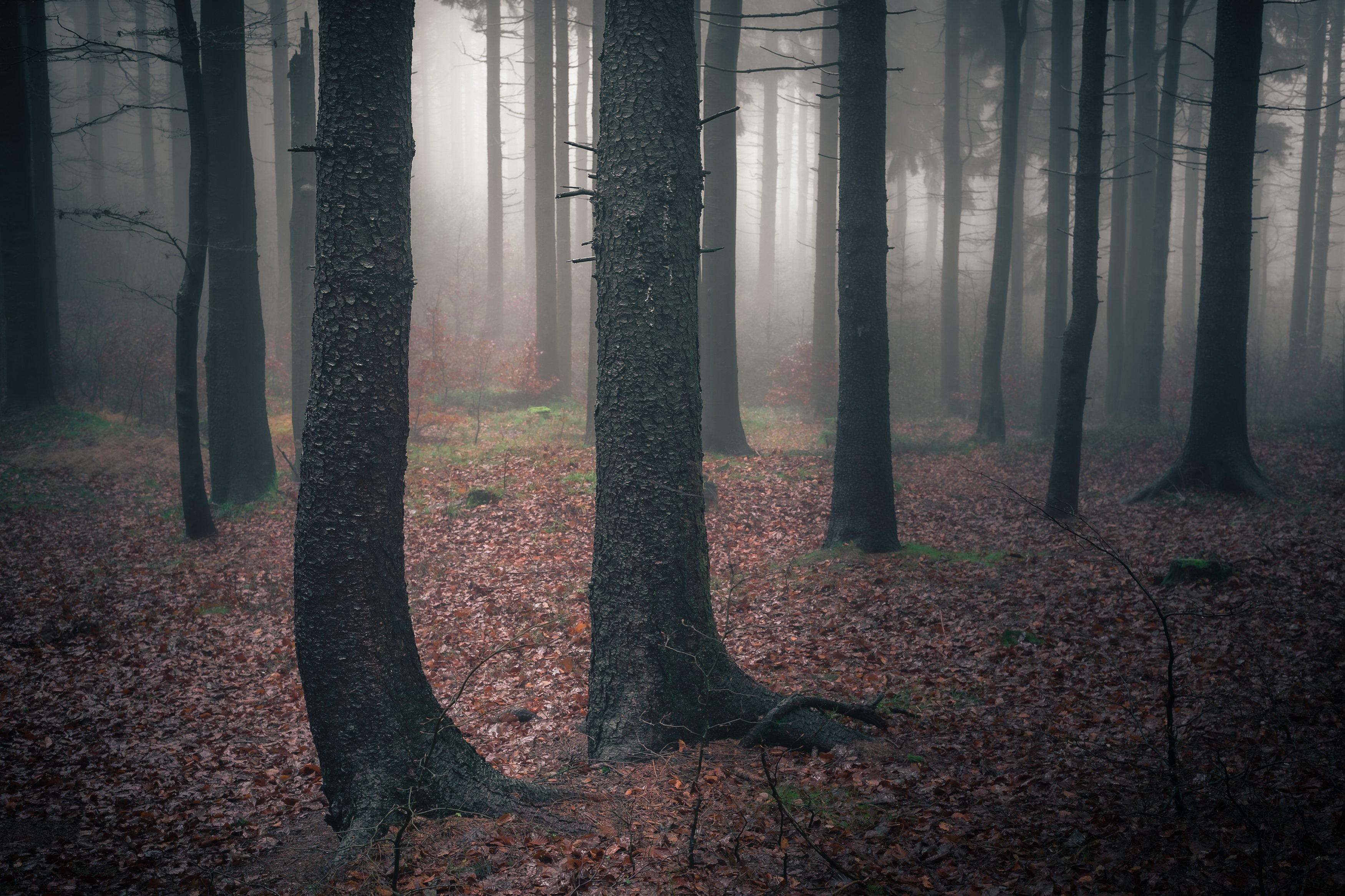 majestic, forest, autumn, fog, trees, rain, nikon, mountains, Tomasz Myśliński