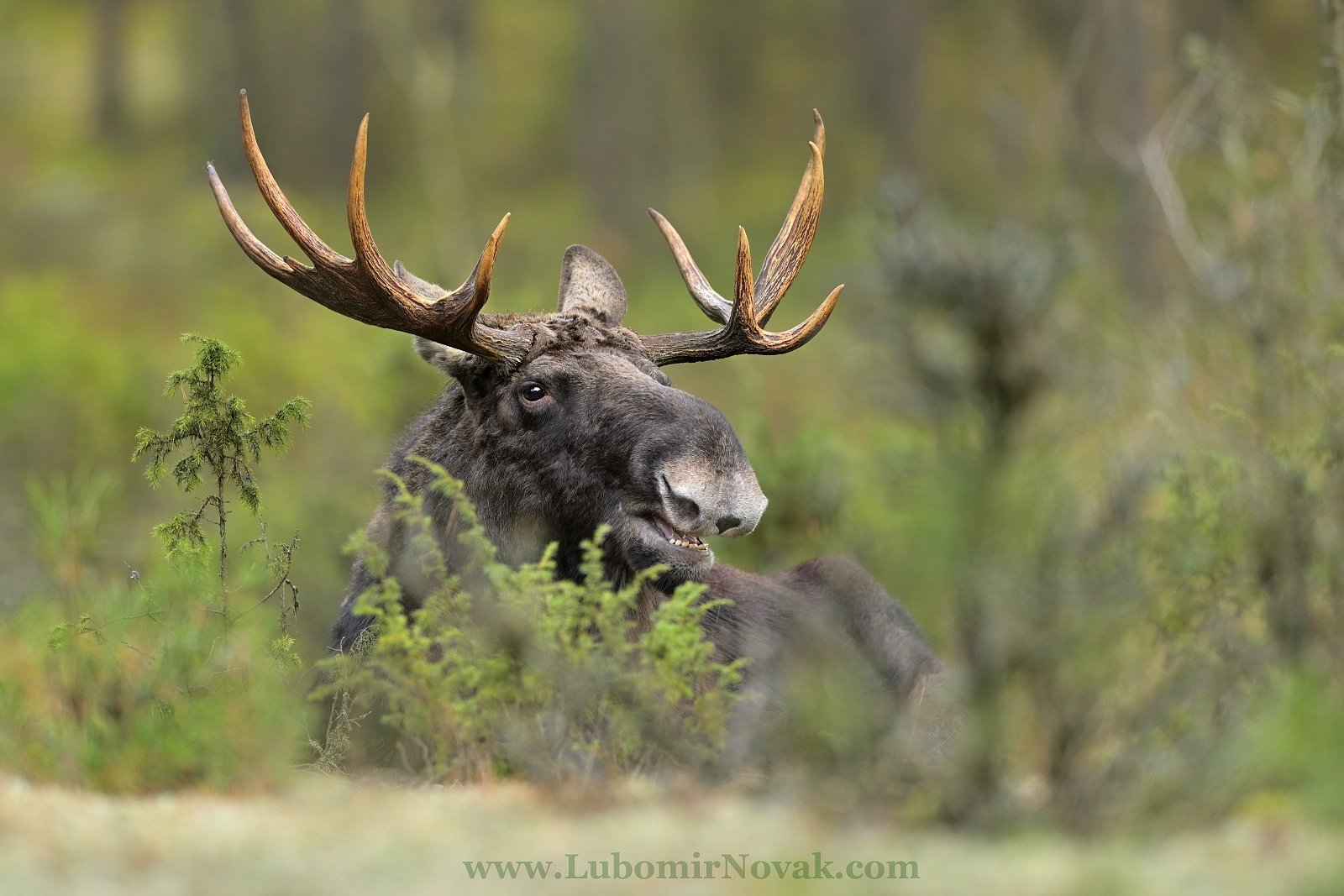 wildlife, moose, elk, poland, nature, Ľubomír Novák ٿ