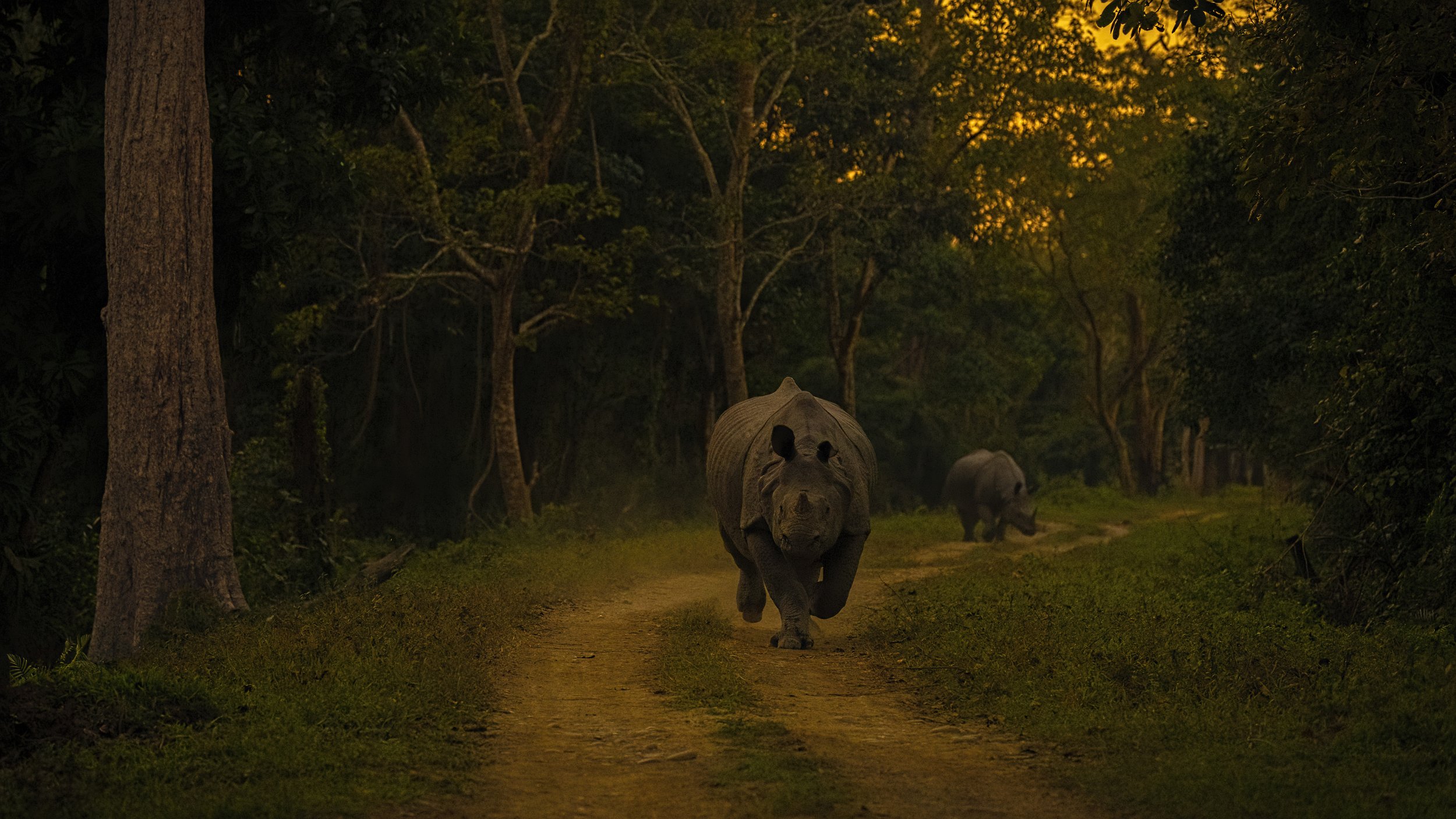 rhino charge kaziranga assam, Arpan Saha