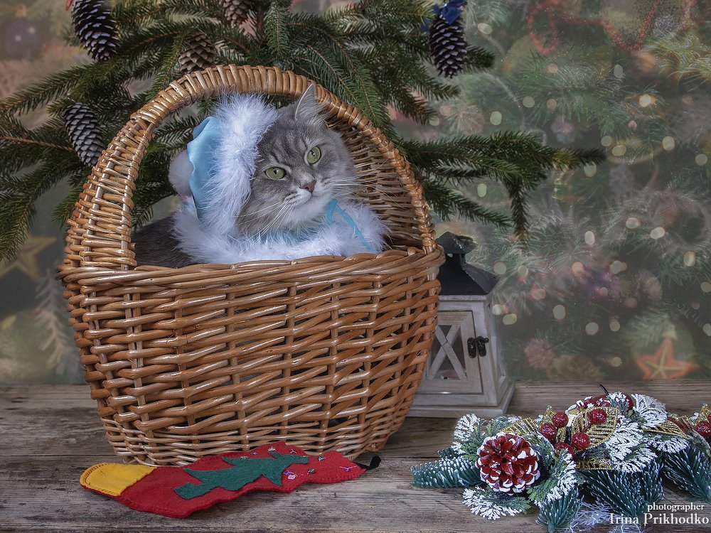 постановочное фото, новый год, кошки, котонатюрморт, новогодняя открытка, настроение, домашние животные, Ирина Приходько