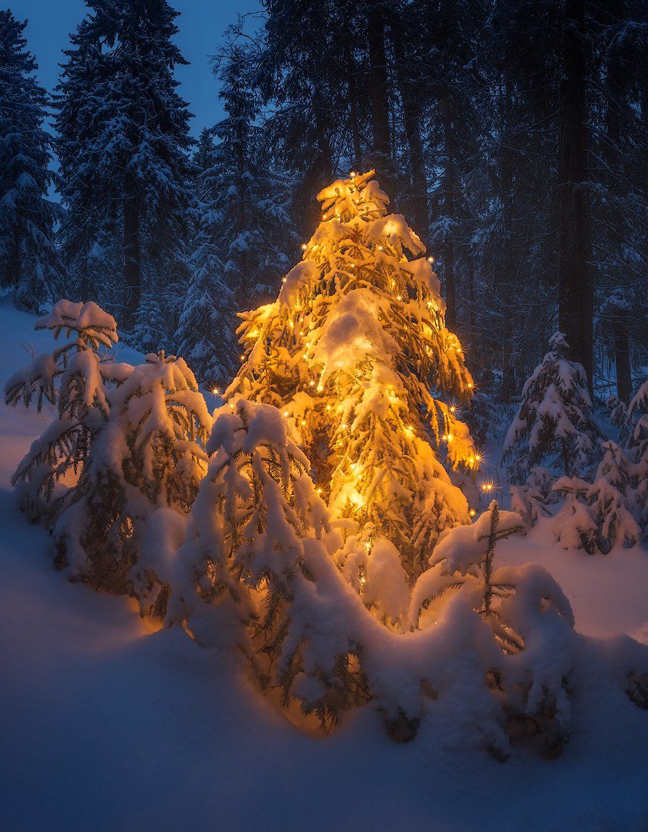 лес, снег, ёлка, новый год, Алексей Марголин