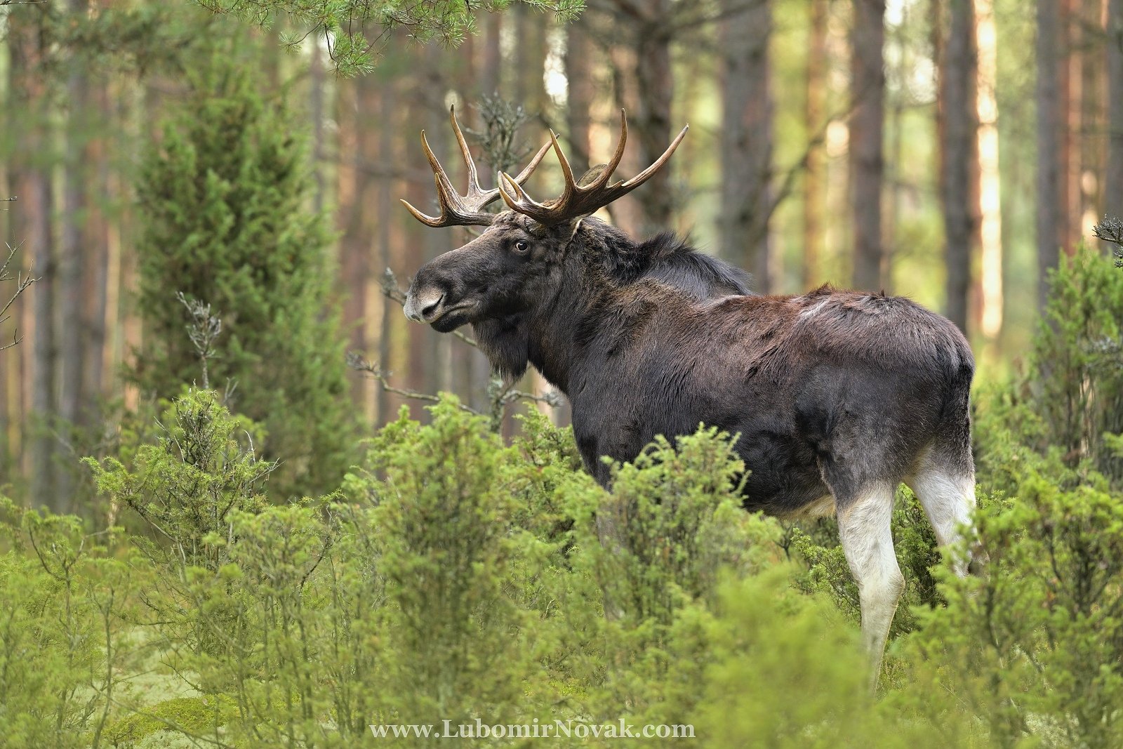 wildlife, moose, elk, poland, nature, Ľubomír Novák ٿ