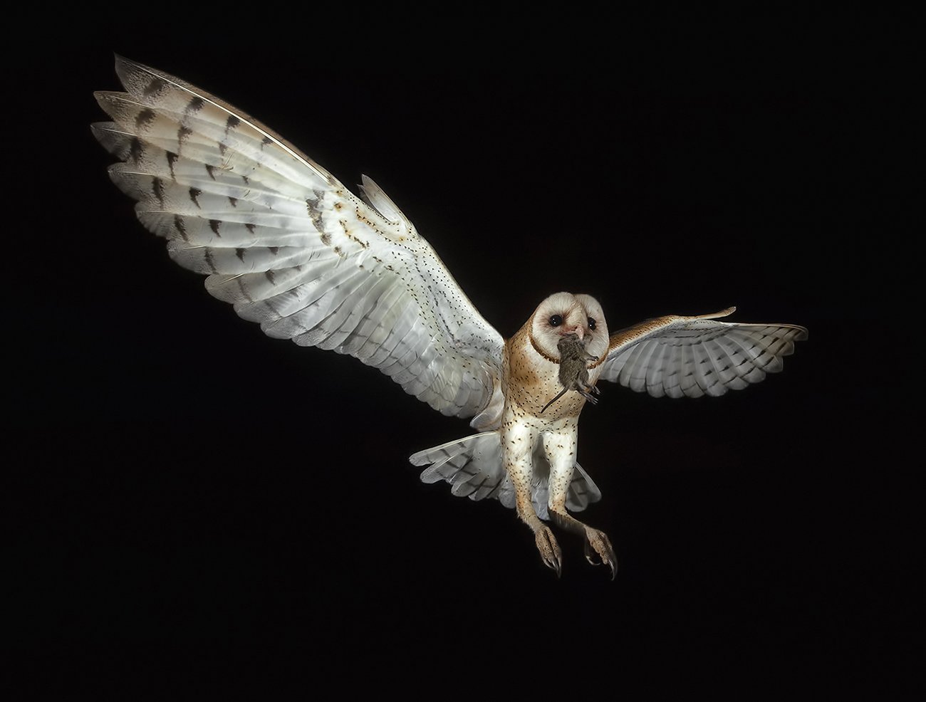 barn owl, обыкновенная сипуха, owl. tx, texas, хищные птицы, Elizabeth Etkind