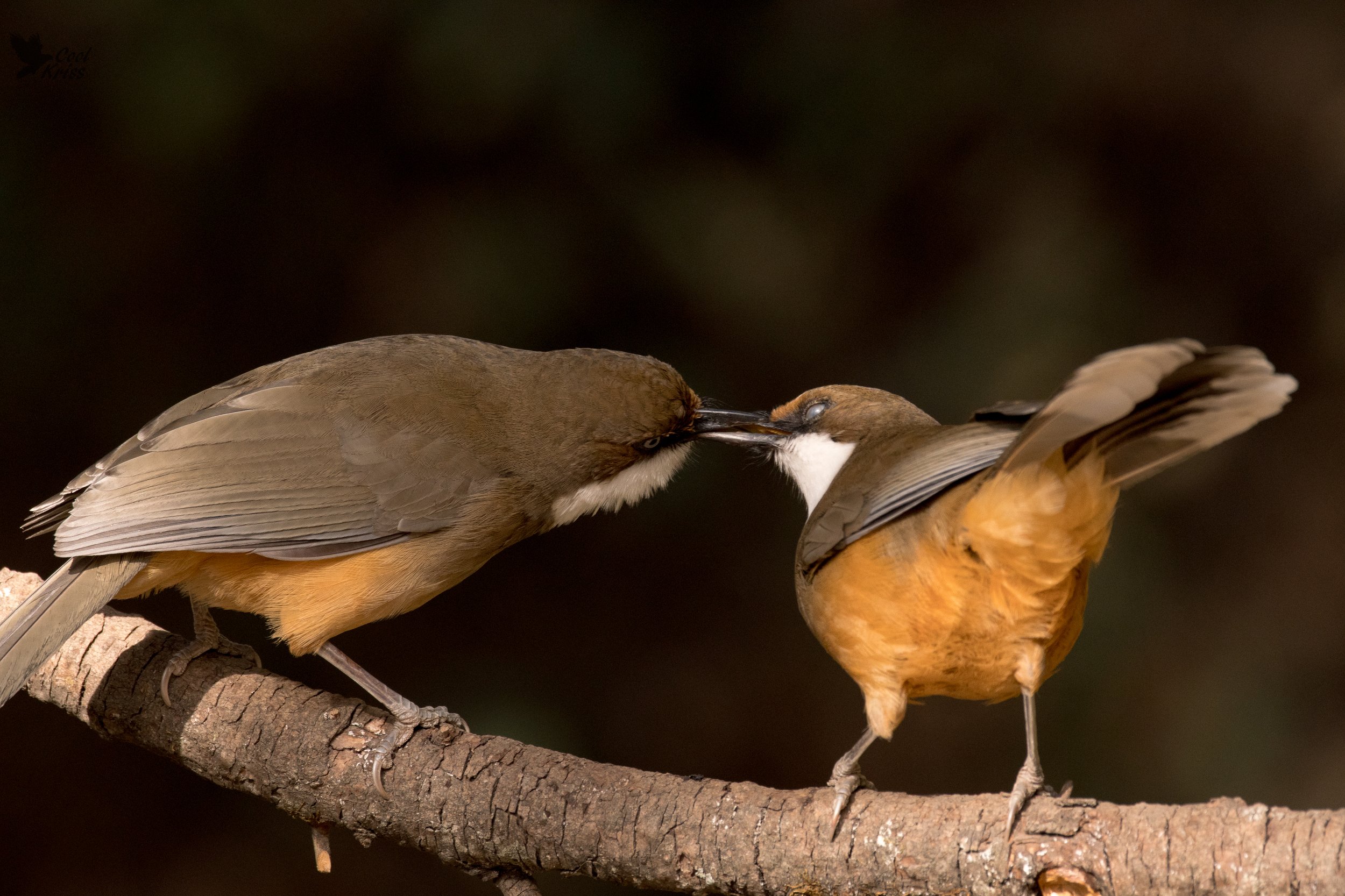 birds, wildlife, sharing,, Gokul Addanki