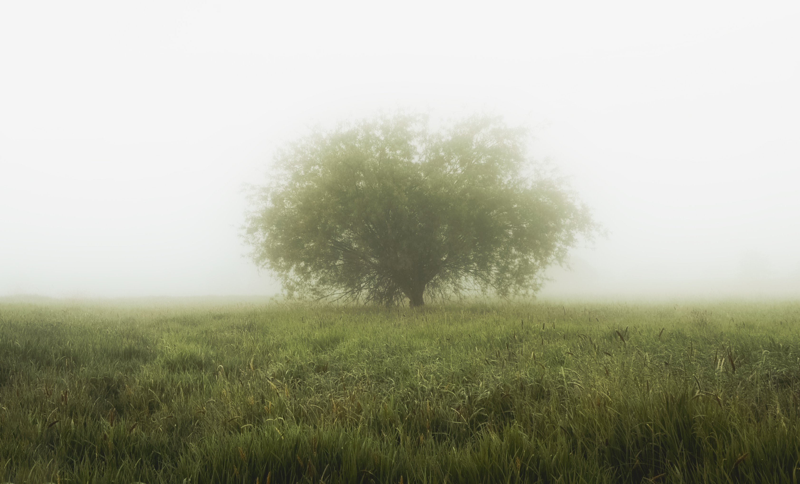 fog, tree, lonely tree, field, grasses, landscape, silence, morning, sky, light, nikon, atmosphere, Krzysztof Tollas