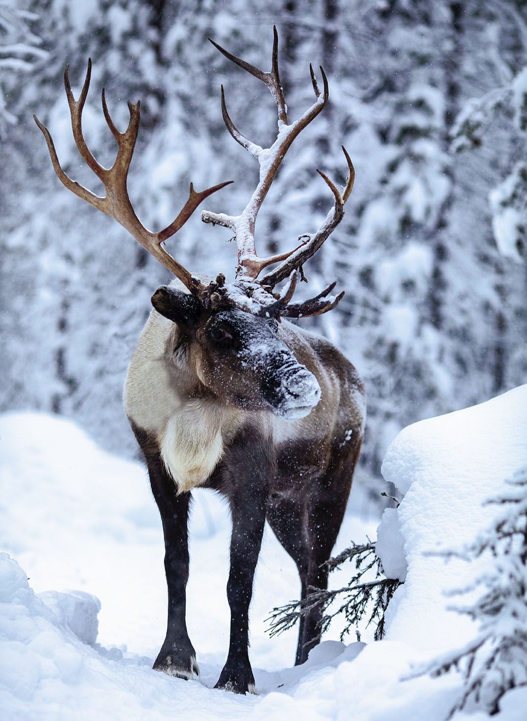 олень, красавец,север,зима,лес,природа,deer, north, beautiful, wood, nature, Юлия Стукалова