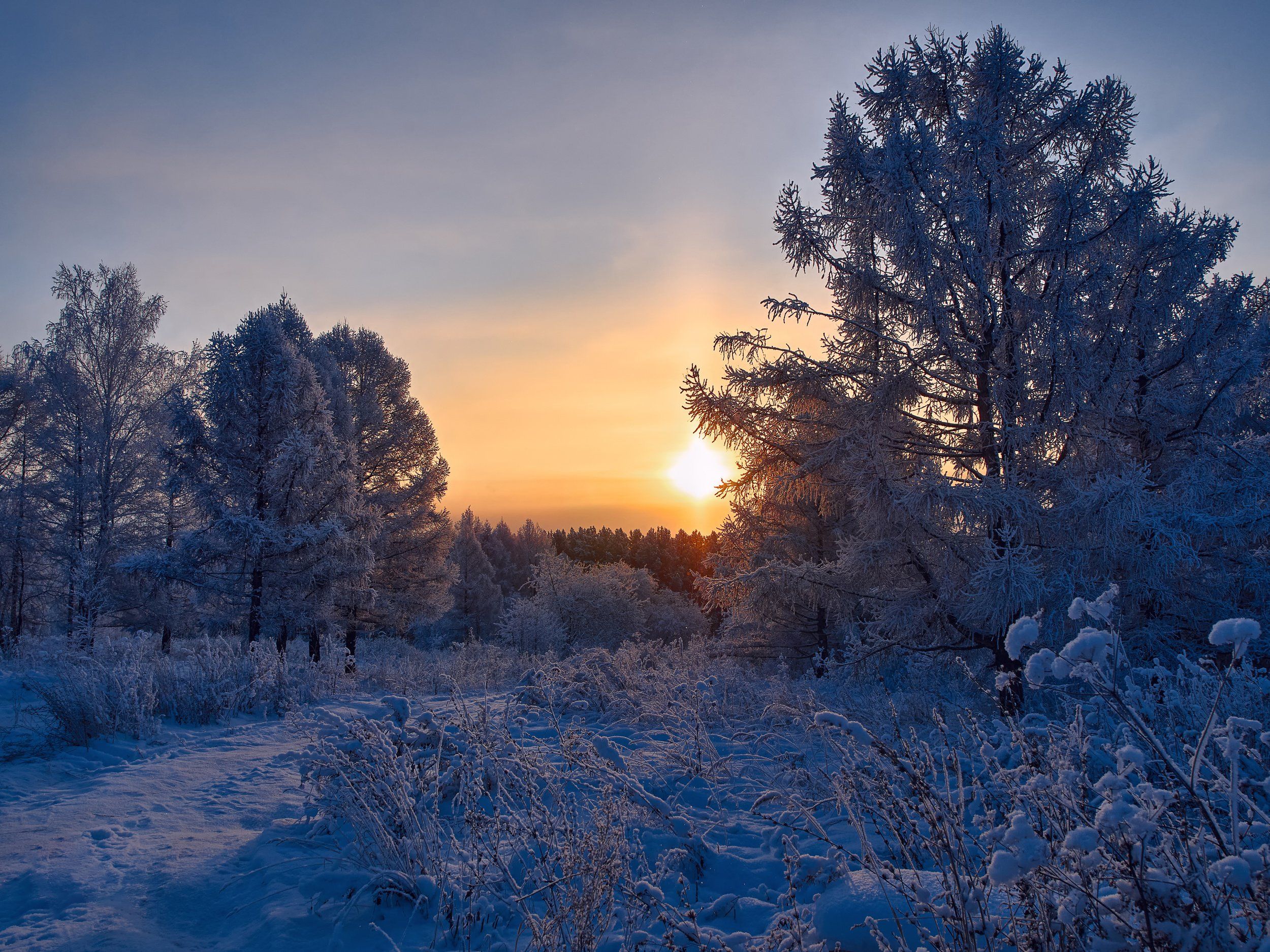 восход, зима, снег, деревья, пейзаж, природа, Георгий Муравьёв