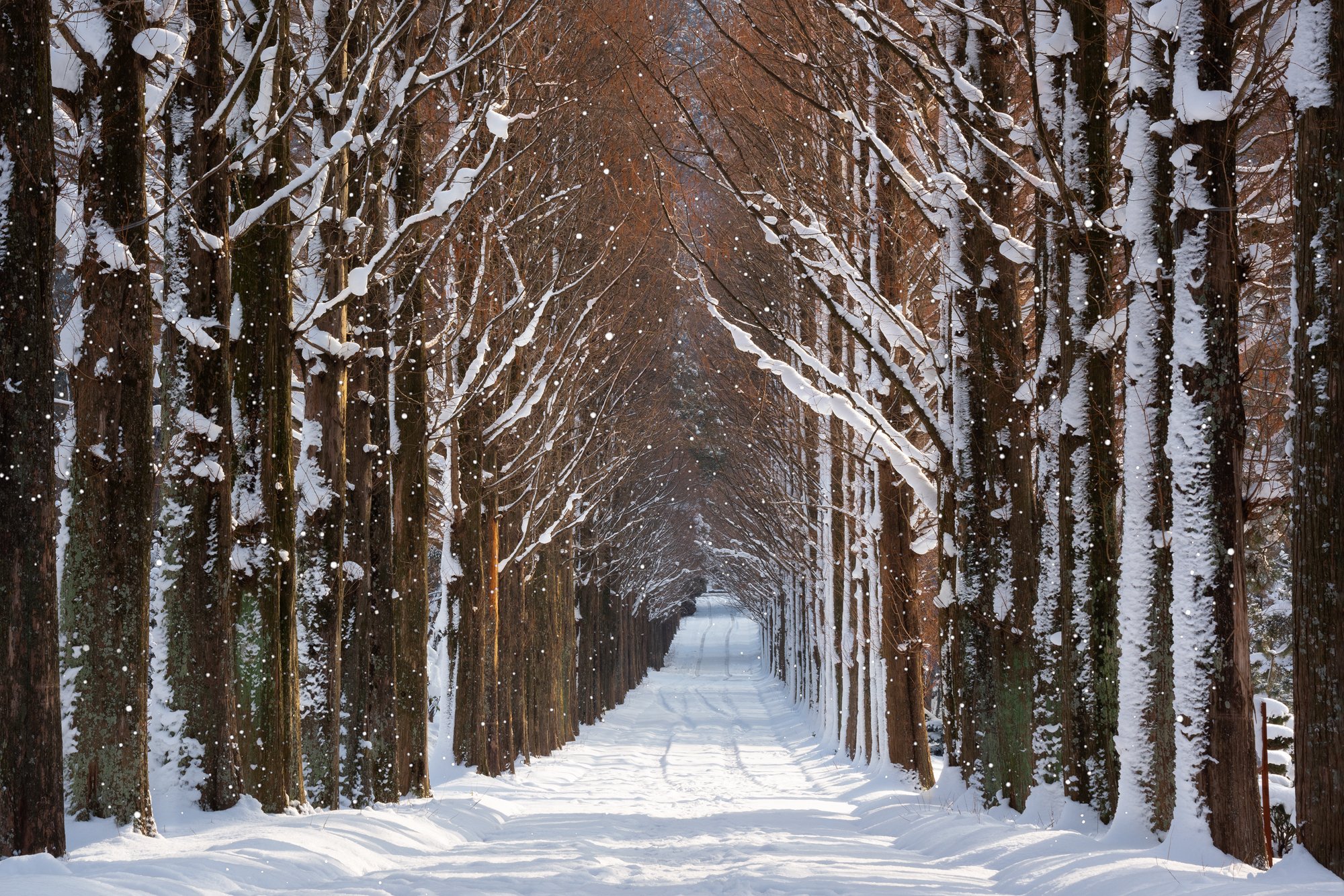 winter, snow,forest,trees, Jaeyoun Ryu