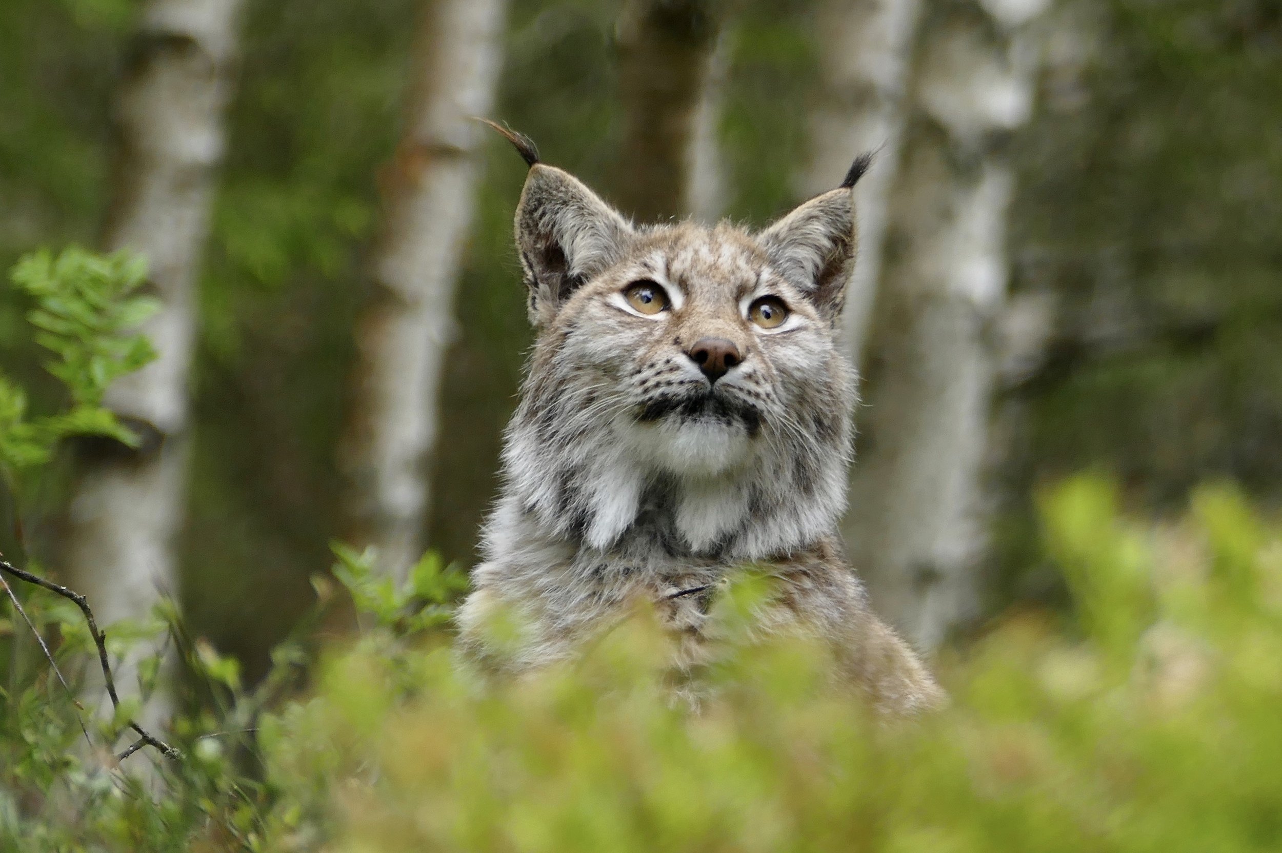 animals, lynx, Norway, forest, colors, green, nature, fauna, close up, green eyes, , Svetlana Povarova Ree