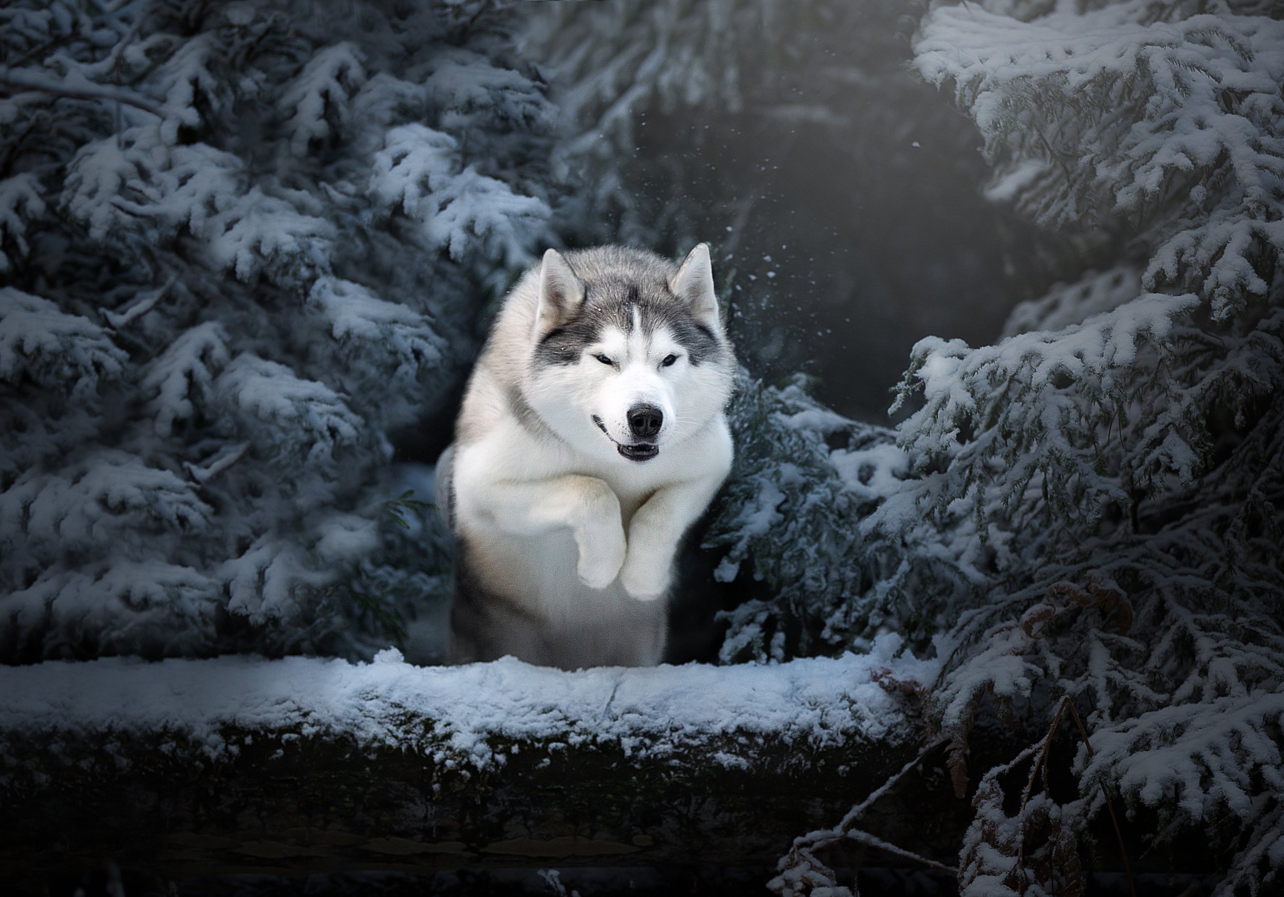 хаски охота снежный лес зима снег прыжок серебряный волк , Anna Oris