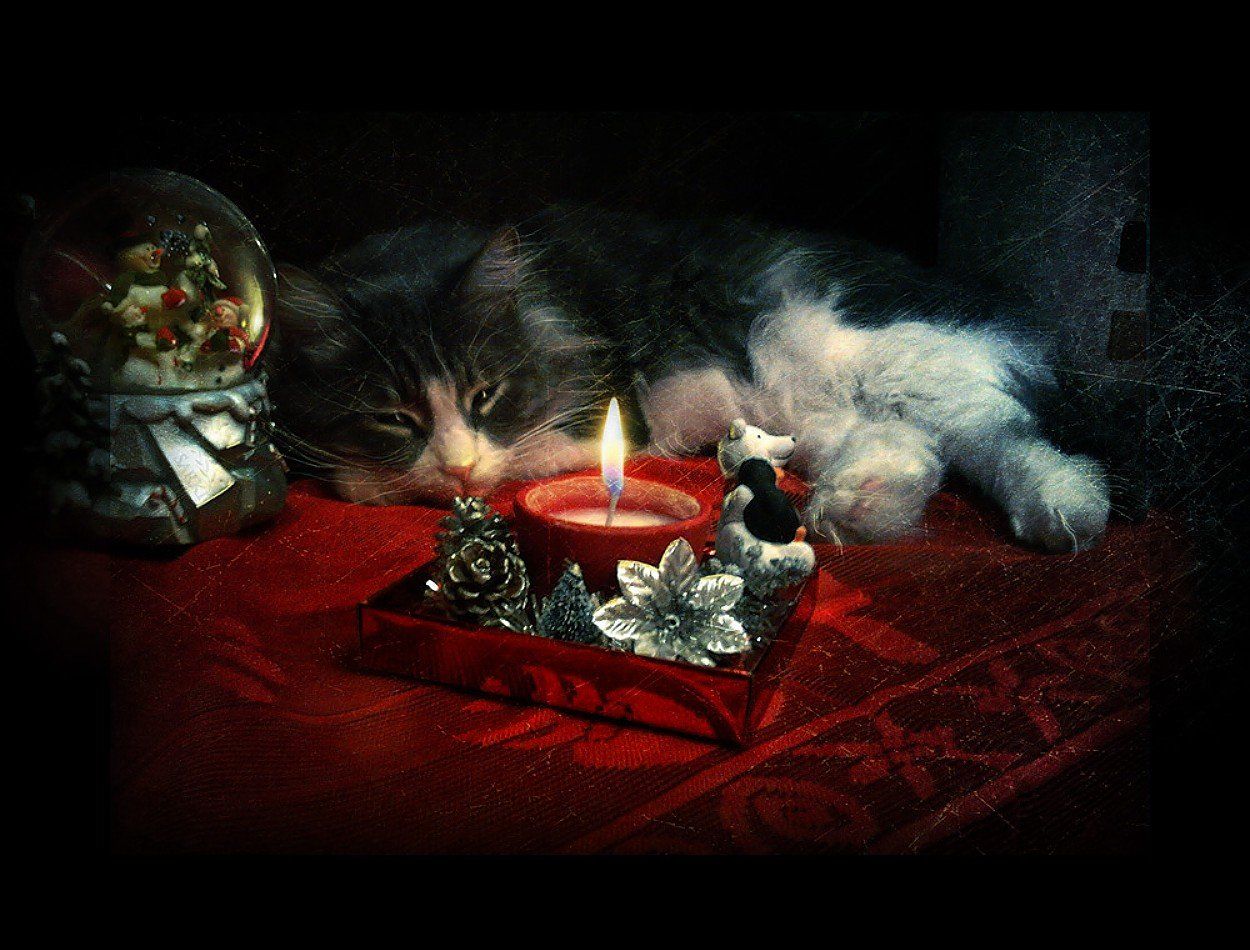кот свеча натюрморт, Станислав Солагаян