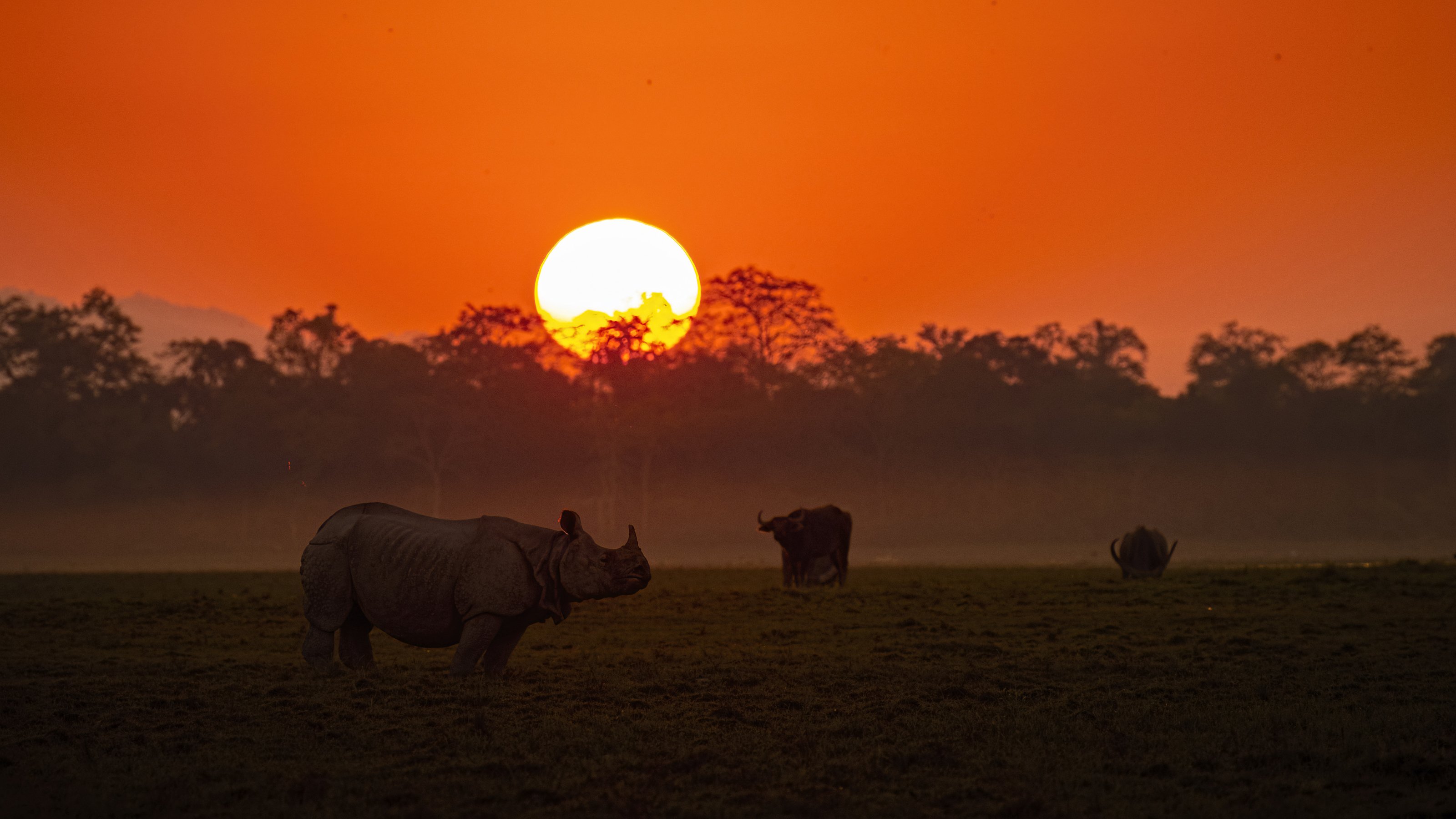 Rhino Sunset wild water buffaloes Kaziranga, Arpan Saha