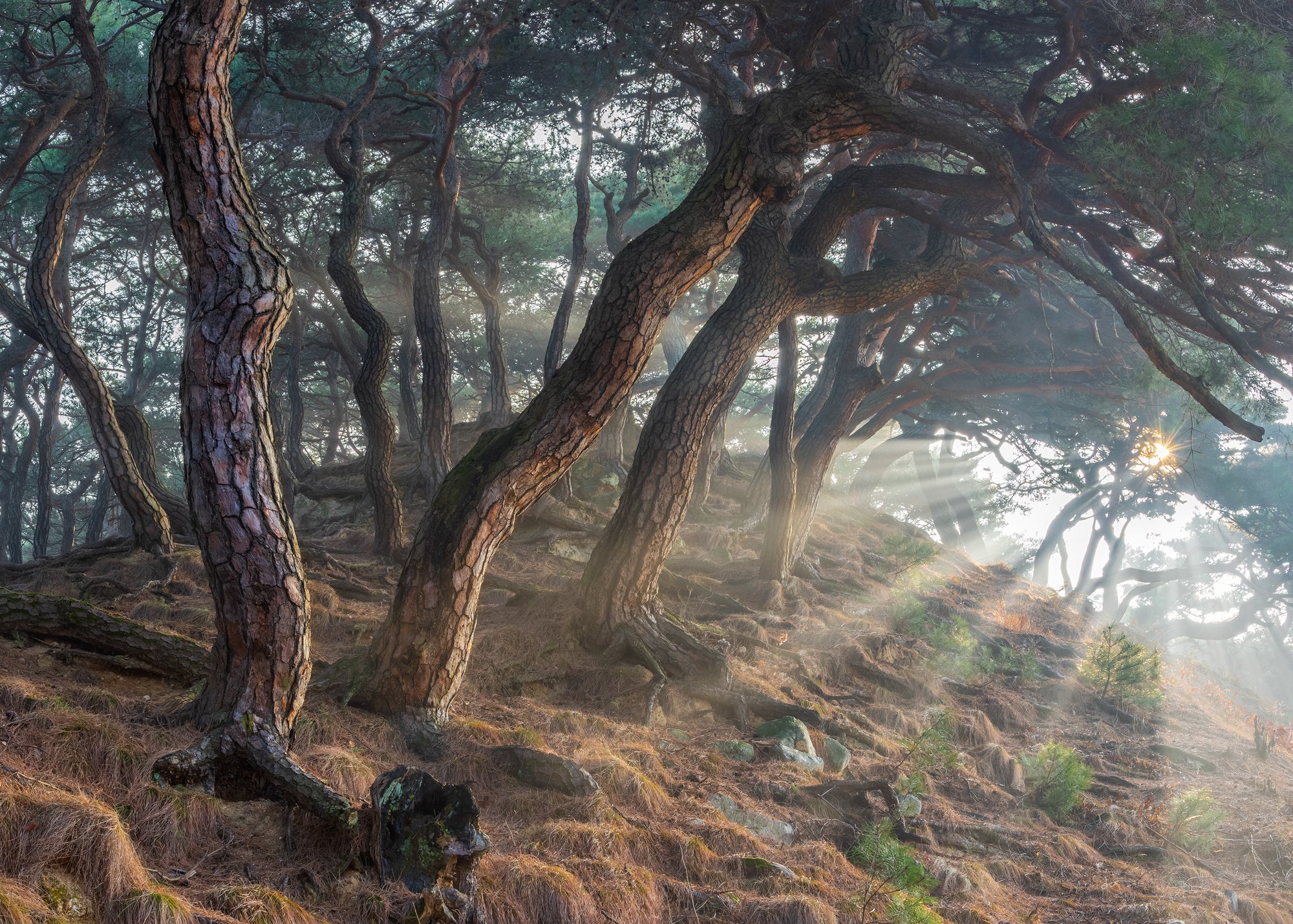 forest, winter, place, korea, trees, pine, Jaeyoun Ryu