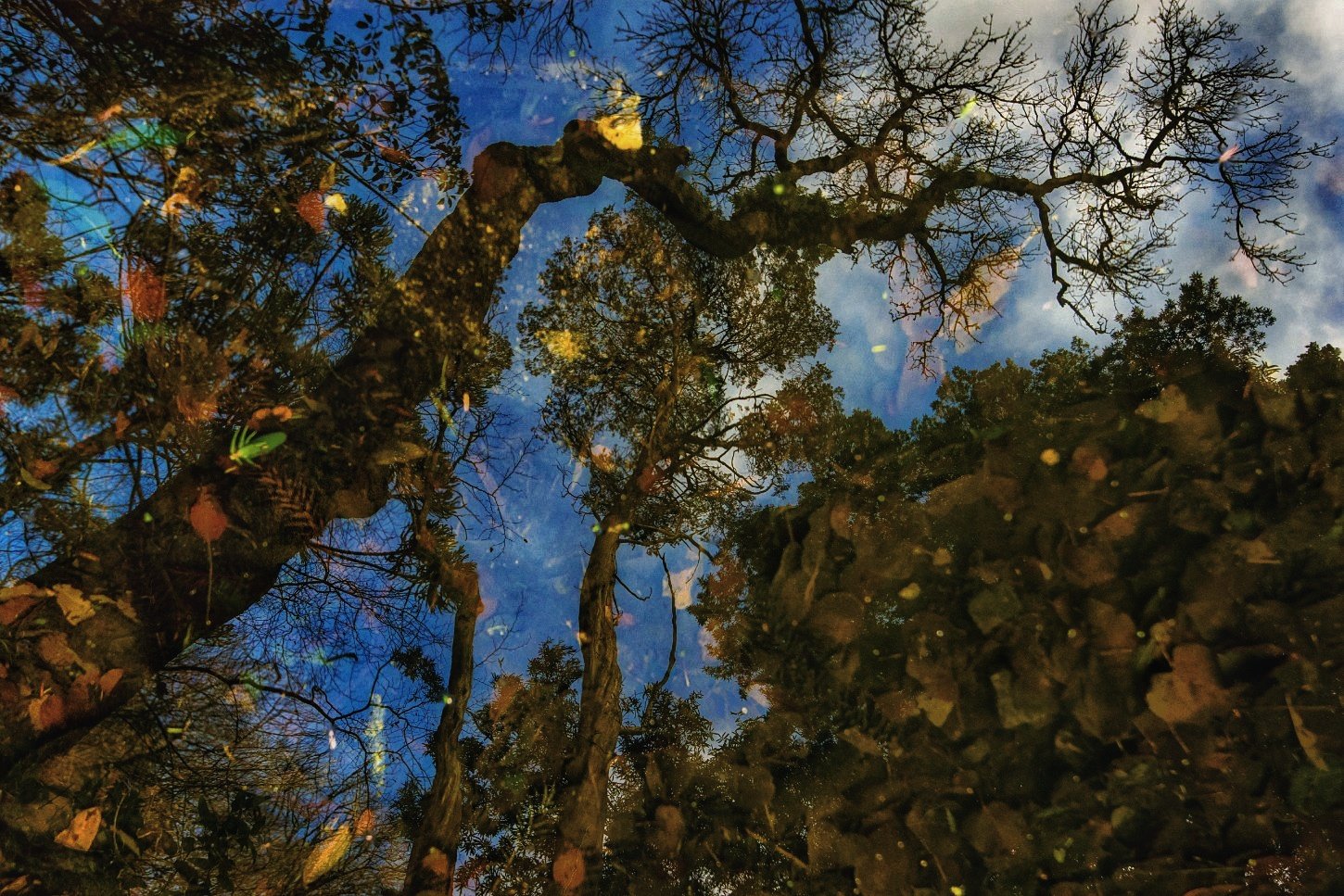 отражение, вода, деревья, листья,синтра, португалия, Владимир Яськив