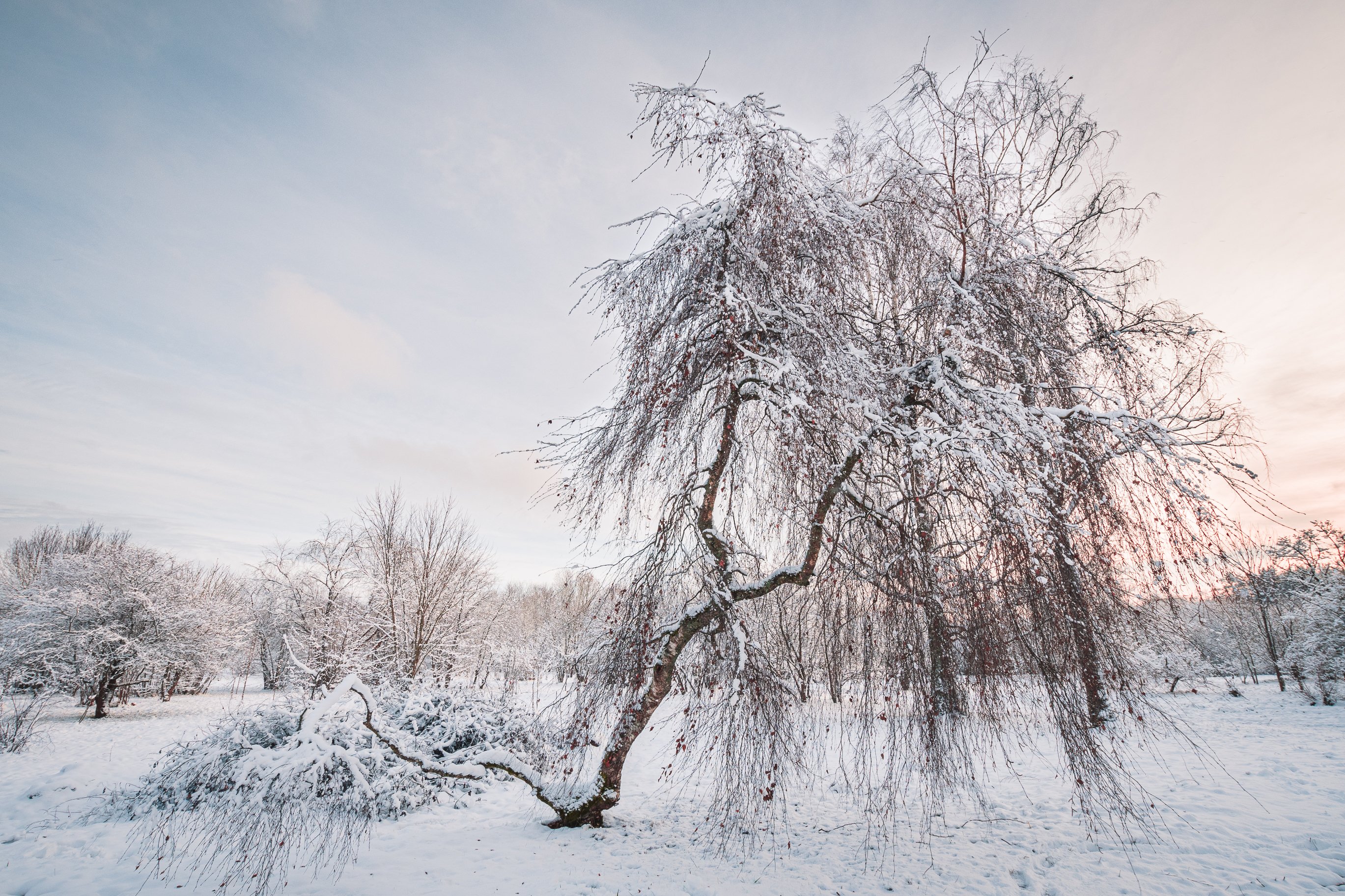 деревья зима снег закат , Дмитрий Рябцев