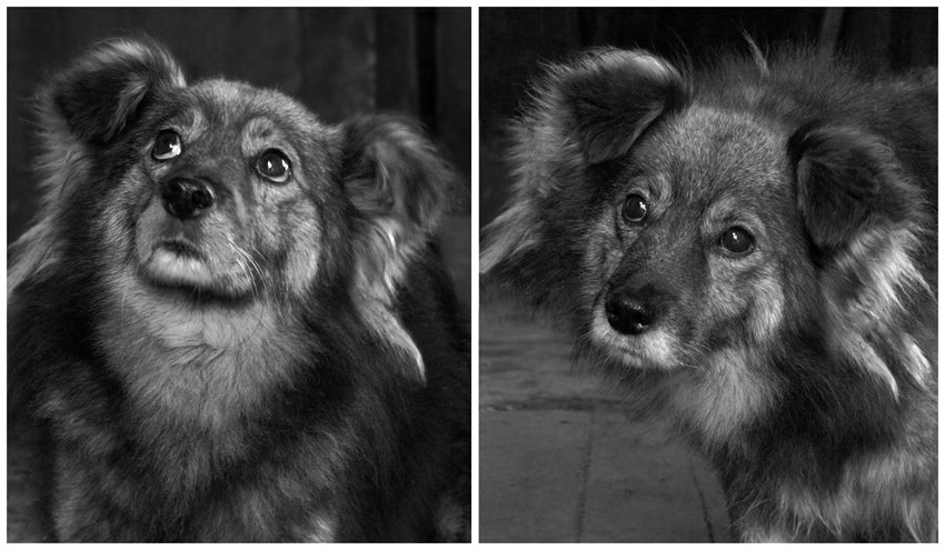собака, друг, старость, печаль в глазах, Olga Panteleeva