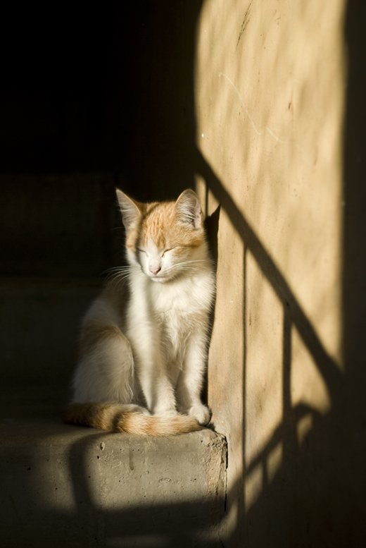 котенок,солнце,свее,подъезд, Евгений Пугачев.