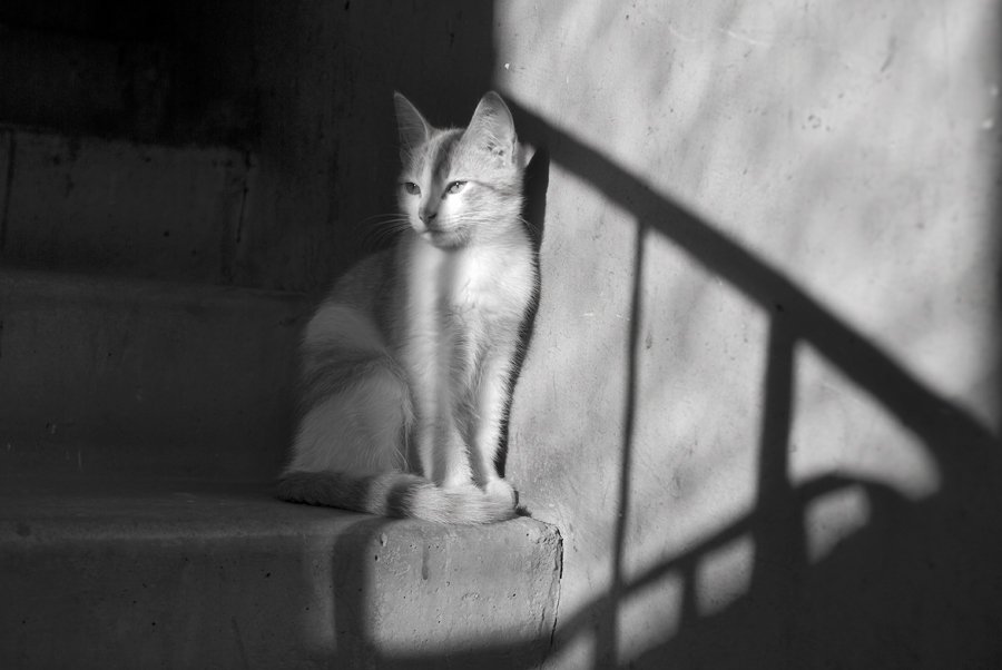 котенок ,свет,подъезд, Евгений Пугачев.