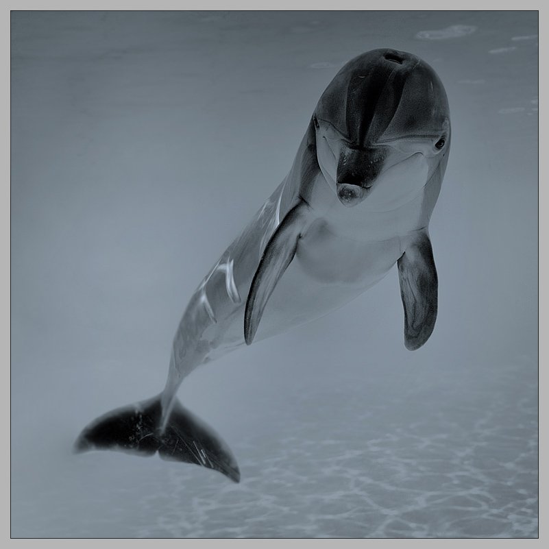 дельфин, одинокий дельфин, один, Alexandr