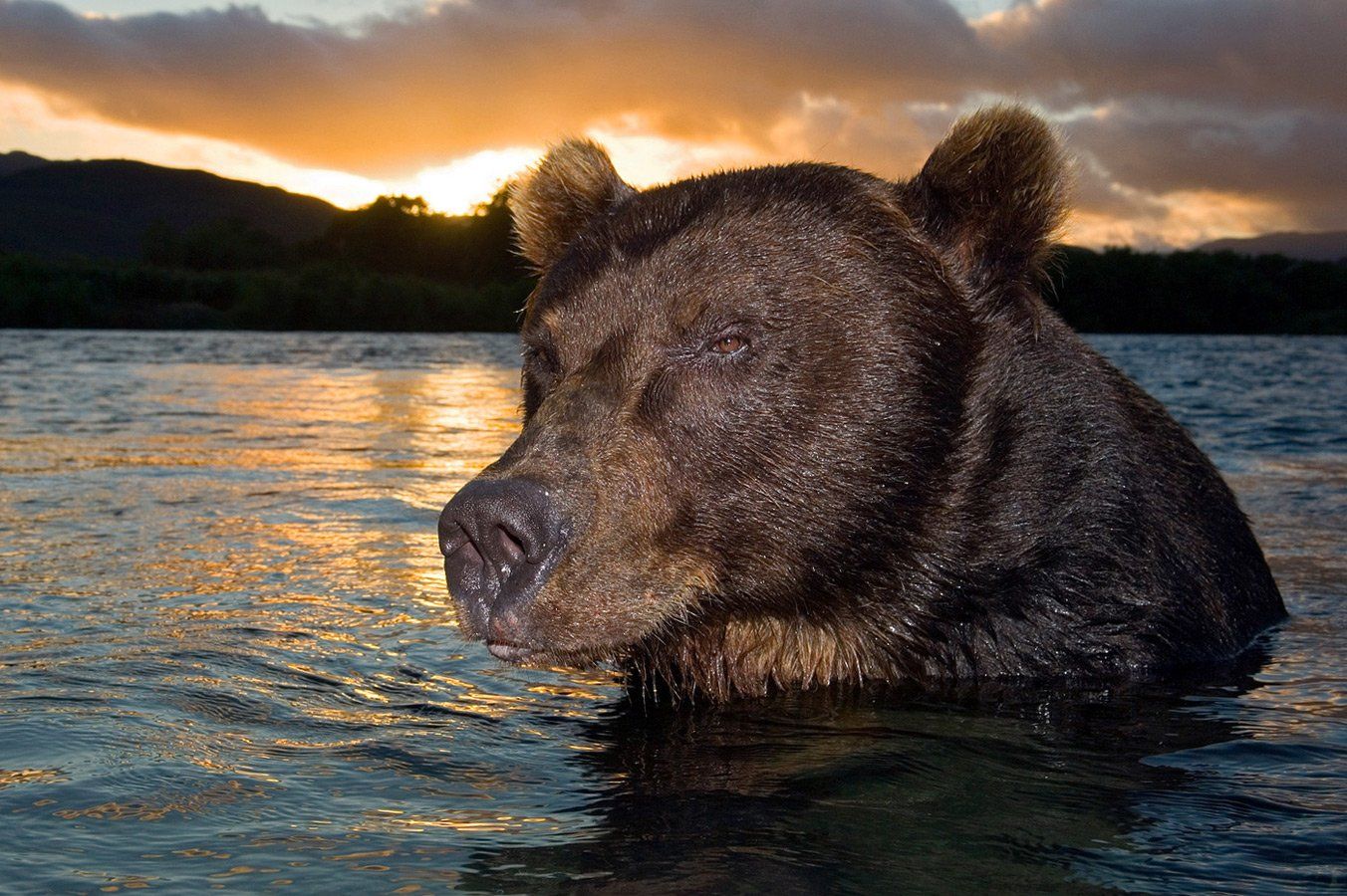 медведь, bear, горшков, gorshkov, Sergey Gorshkov