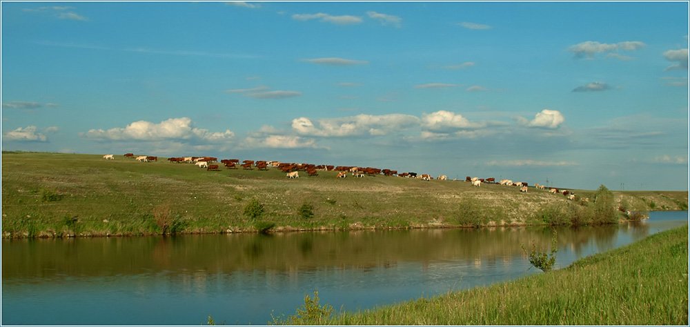 коровы, буренки, озеро, пейзаж, Natali_a