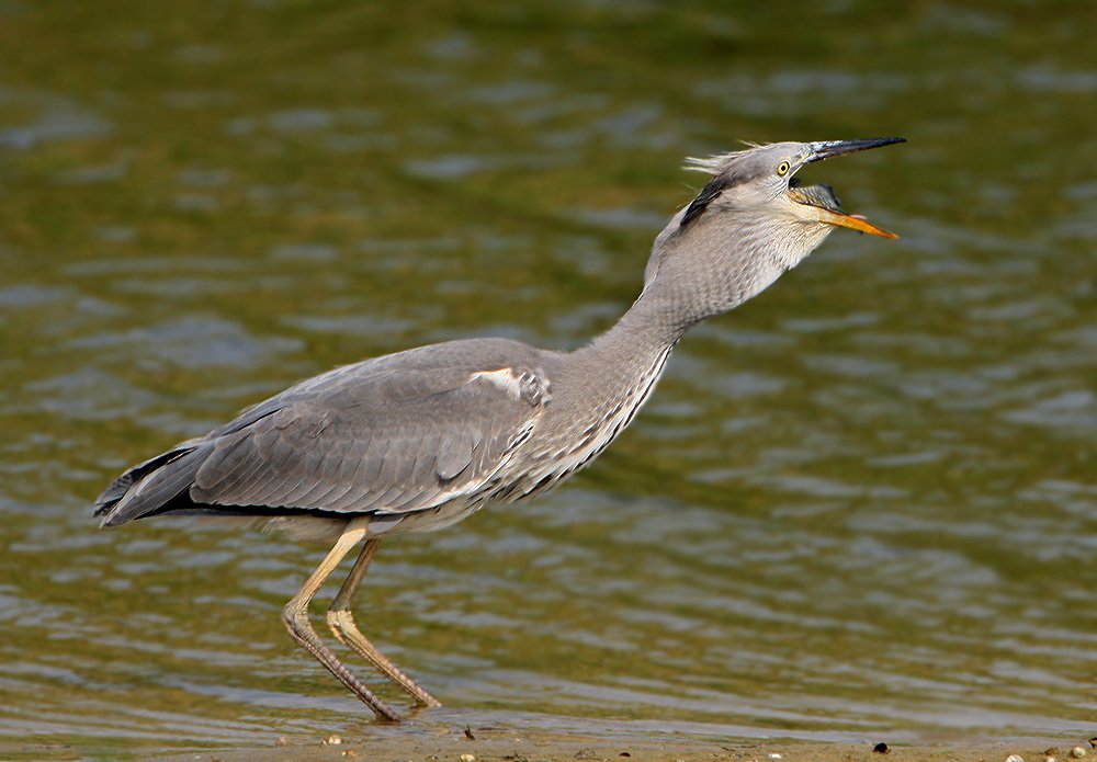 , Владимир Кучеренко
