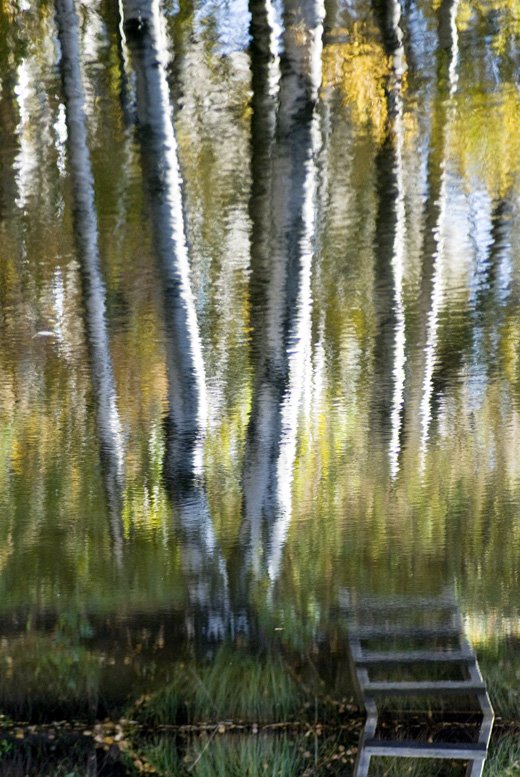 отражение,вода,березы,осень, Евгений Пугачев.