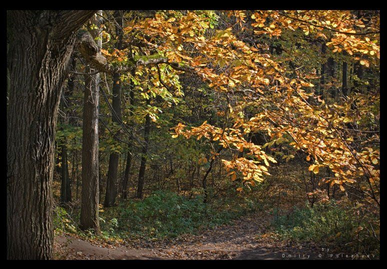 осень, лес, измайлово, Dmitry Polezhaev