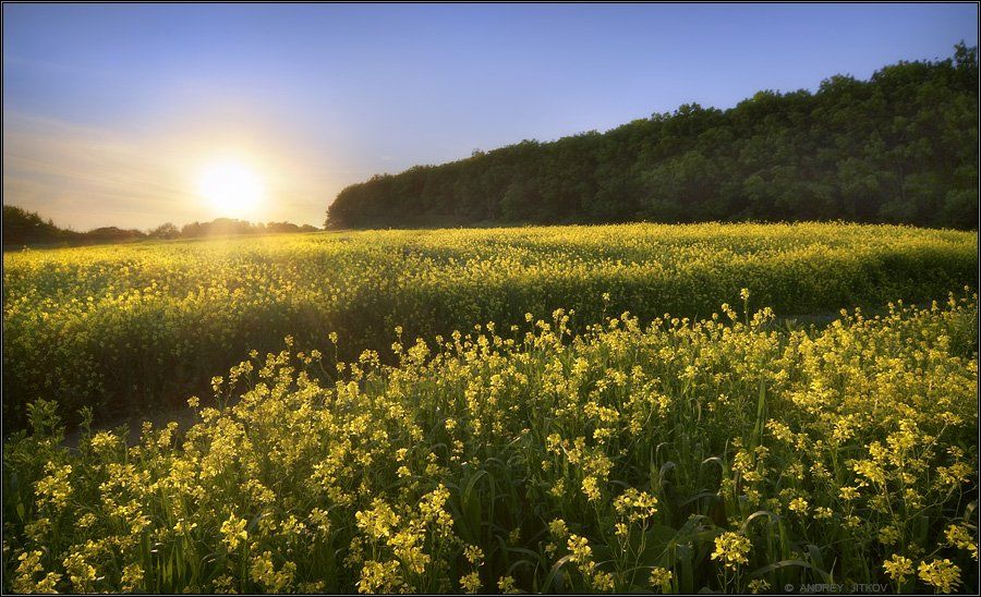 закат, поле, цветы, пейзаж, Андрей Житков