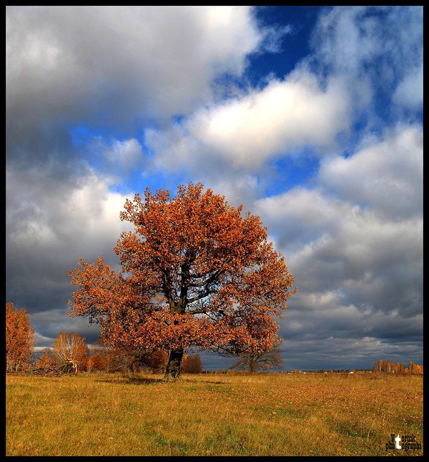 осень,дерево,пейзаж, VTORNIK Эдуард Николаев