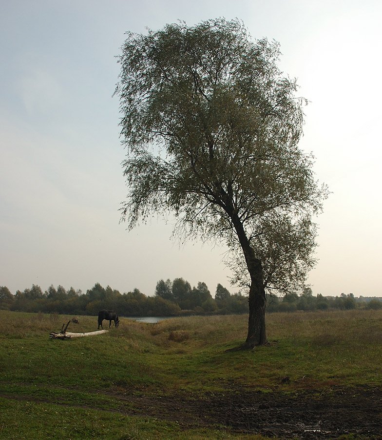 деревня, лошадь, дерево, Ildar