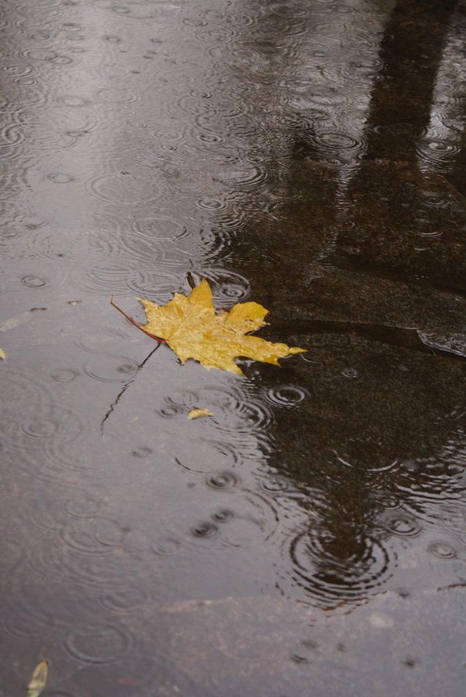 кленовый, лист, дождь, тень, лужа, осень, Slaura