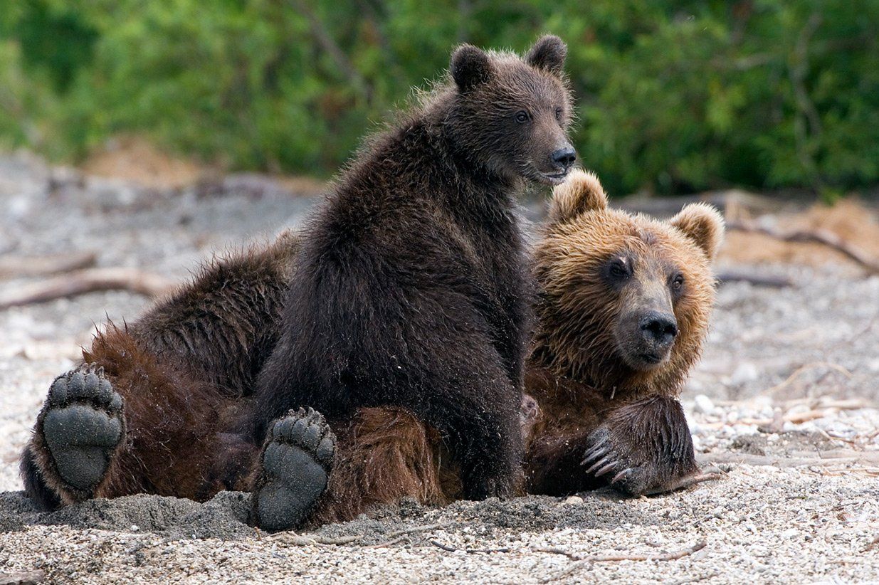 медведь, bear, горшков, gorshkov, Sergey Gorshkov