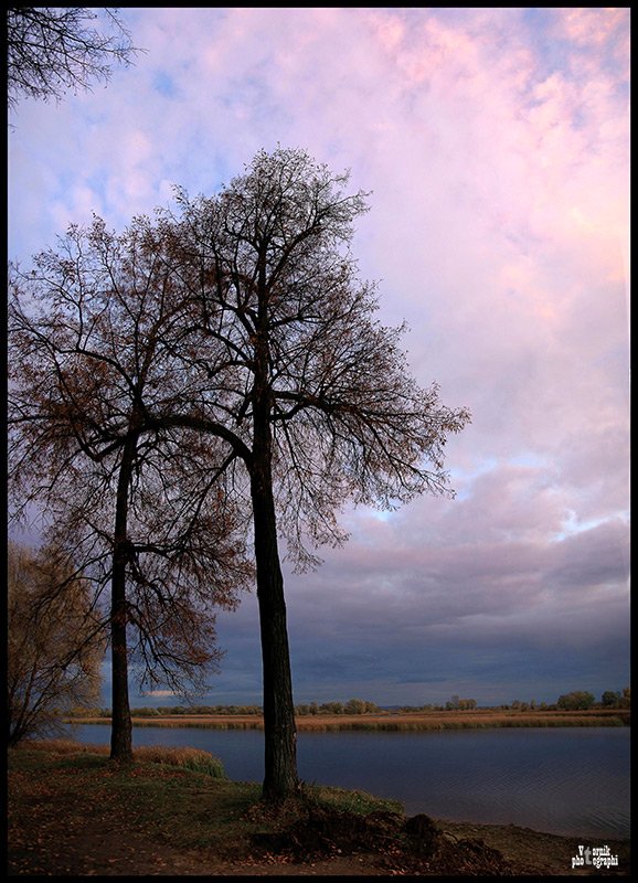 дерево,закат, VTORNIK Эдуард Николаев