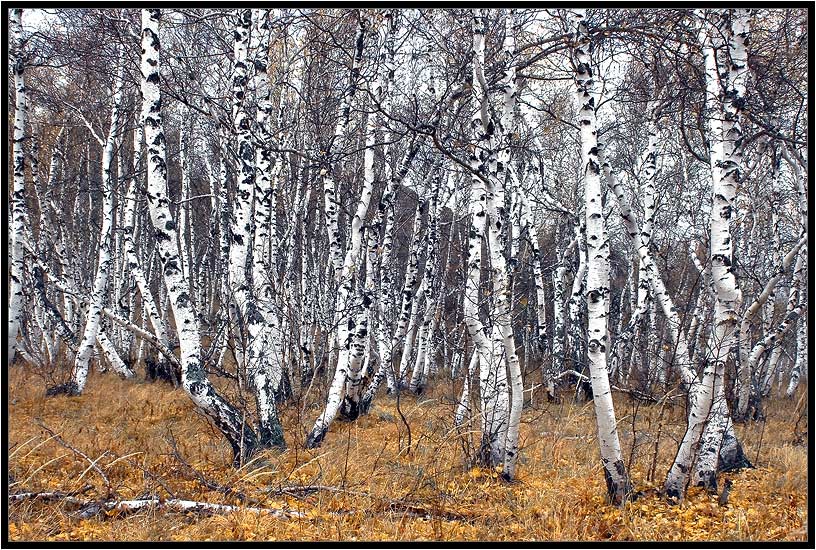 берёза,лес,башкирия,деревья,осень,листва, Качурин Алексей