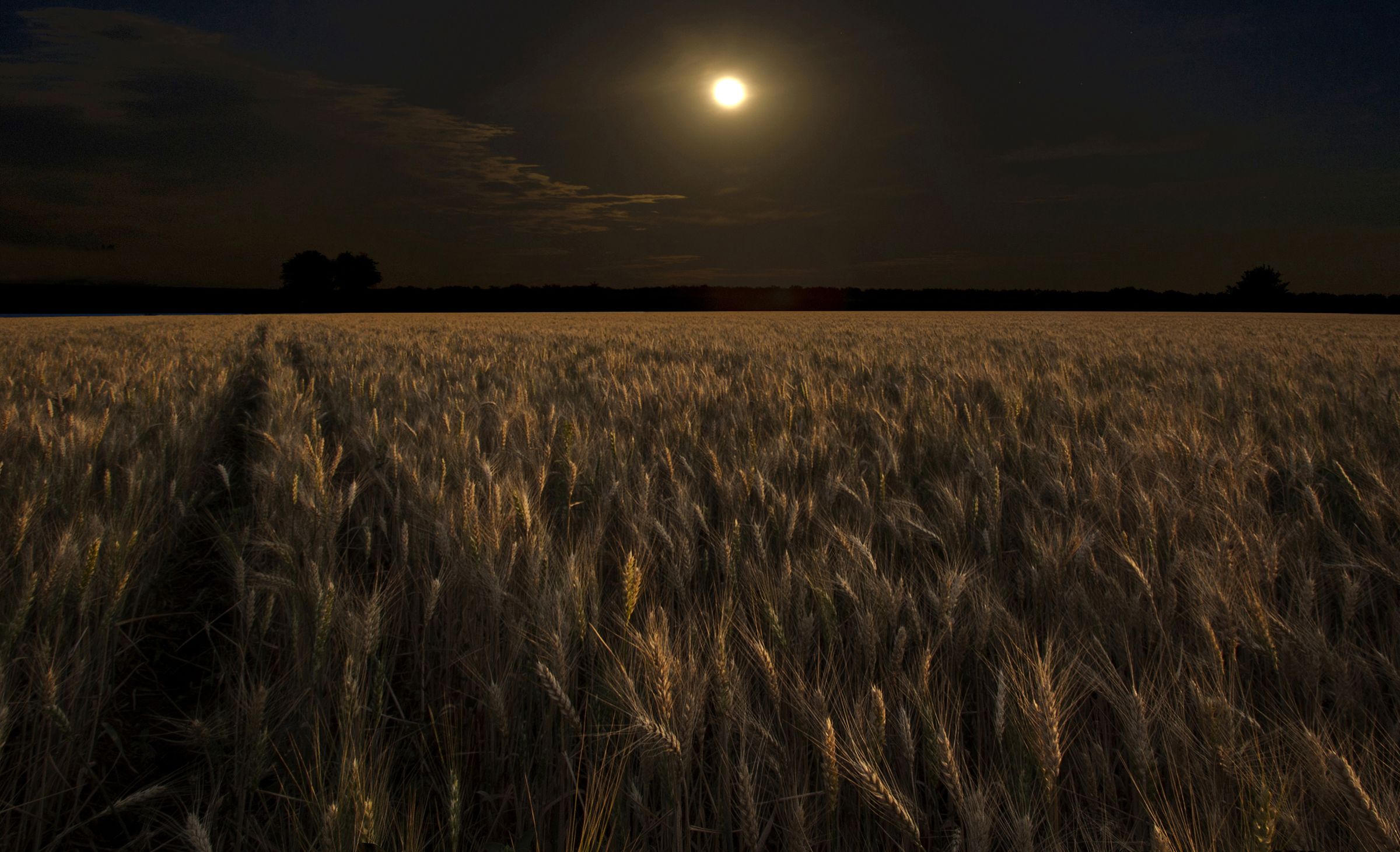 Я готов рассказать тебе поле про волнистую. Степь ночью. Ночное поле. Пшеничное поле ночью. Поле колосьев ночью.