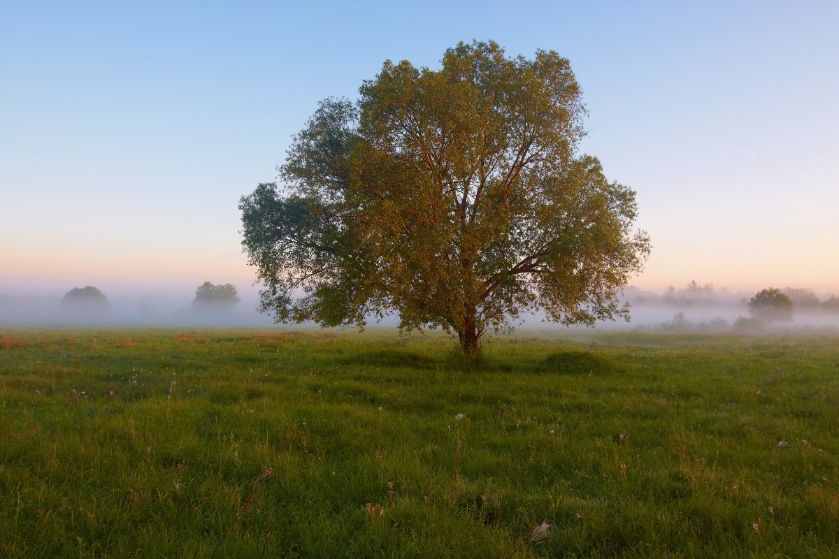 2012, украина, сумская область, кролевец, дерево, трава, туман, утро, пейзаж, Денис Лукьяненко