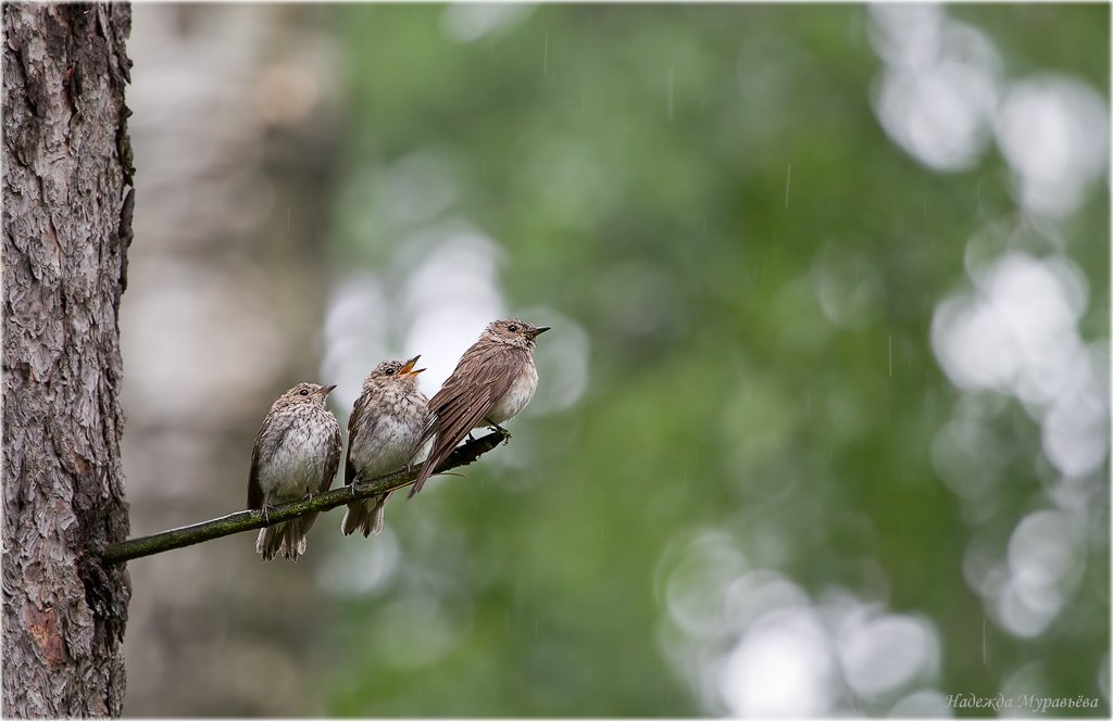 трио, птенцы, дождь, Надежда Муравьёва