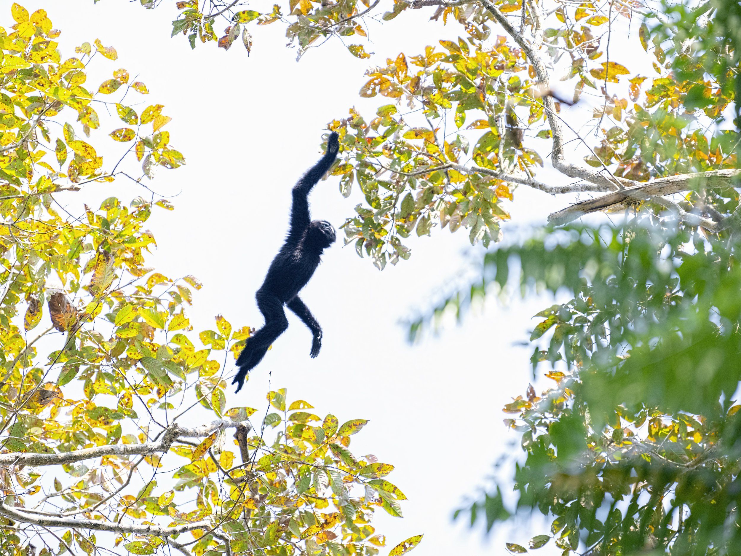 Western Hoolock Gibbon assam, Arpan Saha