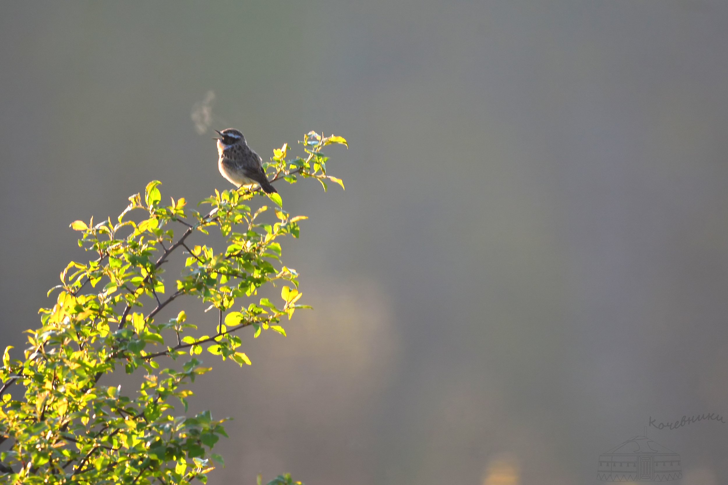 птицы, луговой чекан, birdwatching, дикая природа, birds, wildnature, Юлия Абрамова