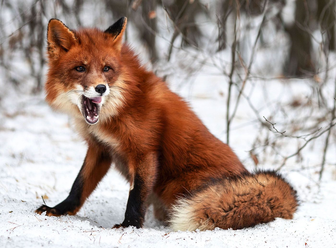 лис,охотник,рыжий,зима, сказка, foxy, hunter, beautiful, Юлия Стукалова