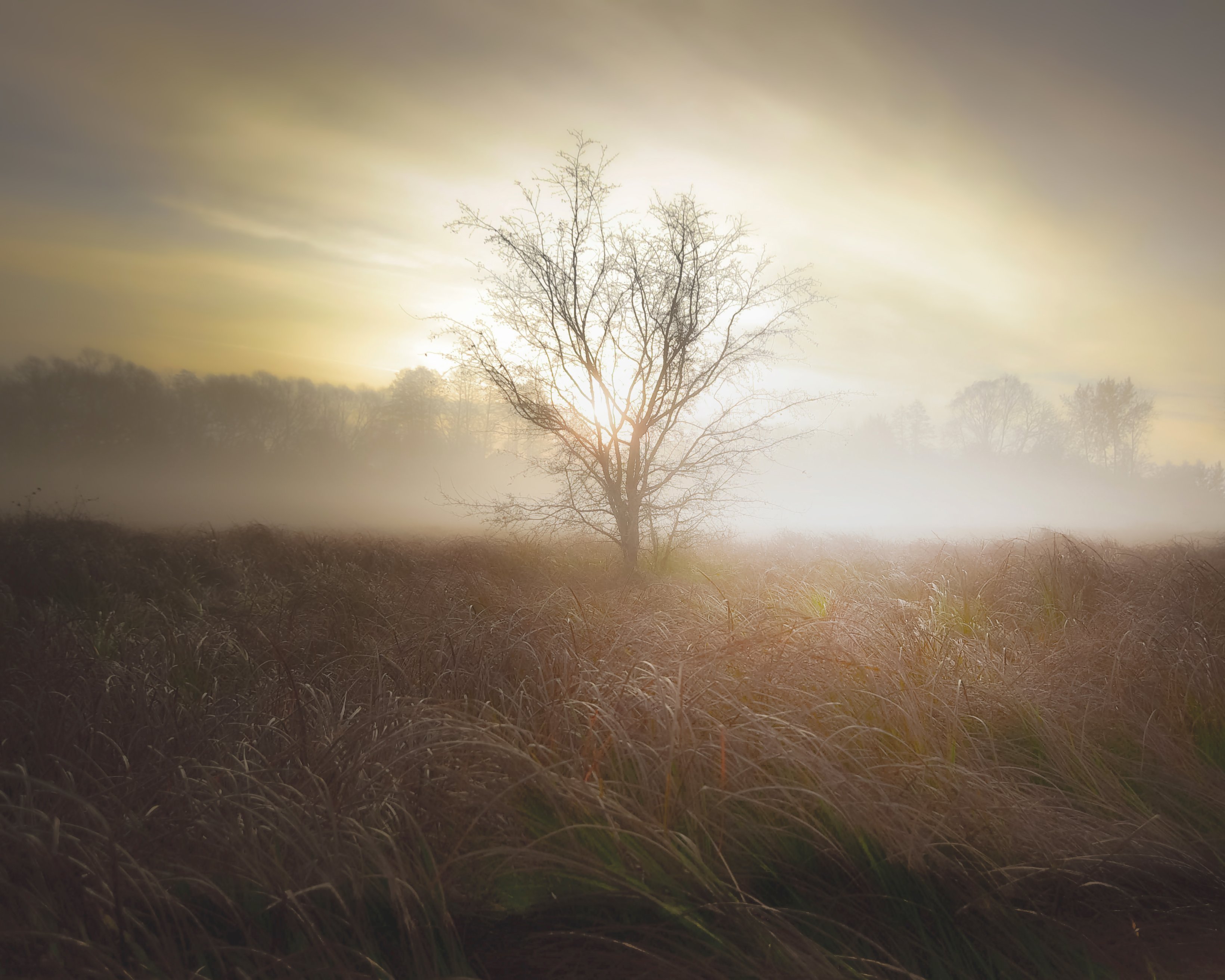 fog, atmosphere, whisper, words, autumn, dawn, light, landscape, nature, grass, sapling, nikon, Krzysztof Tollas