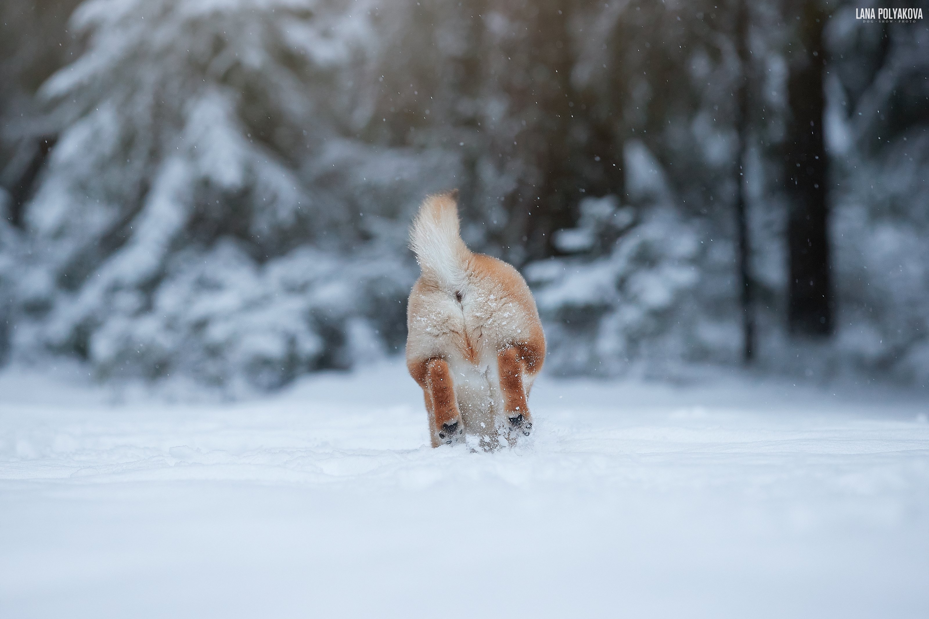 собака, зима, снег, щенок, Лана Полякова