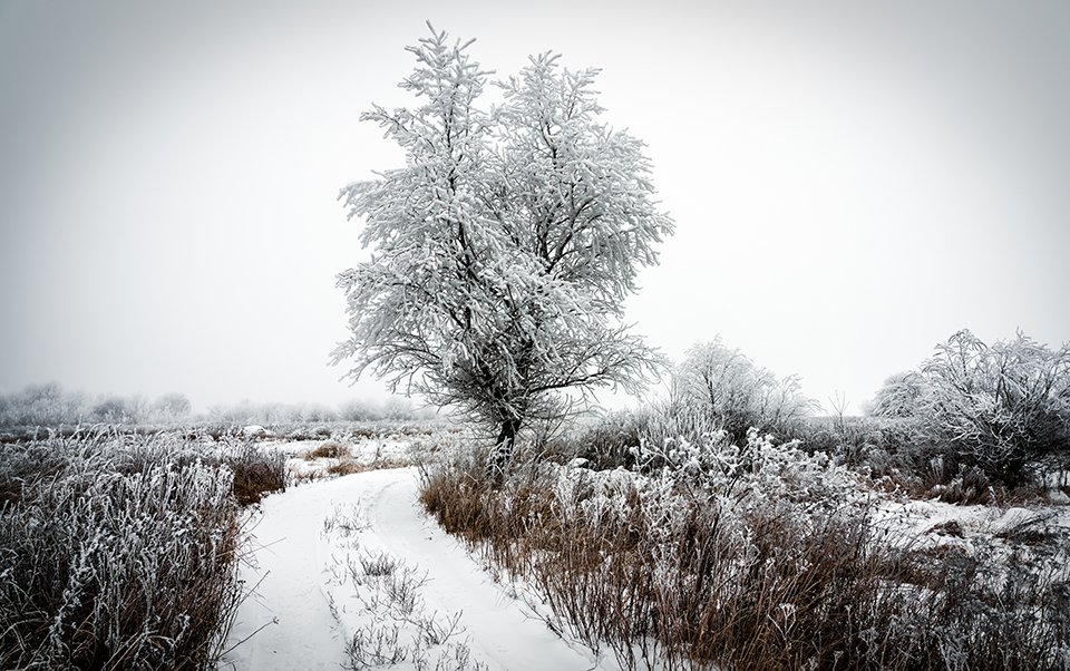 зима, дорога, мороз, дерево, иней, холод, пейзаж, Игорь Кляхин