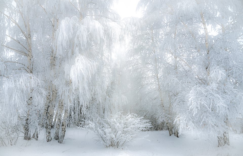 зима, солнце, мороз, дерево, иней, холод, пейзаж, берёзы, солнечные лучи, Игорь Кляхин