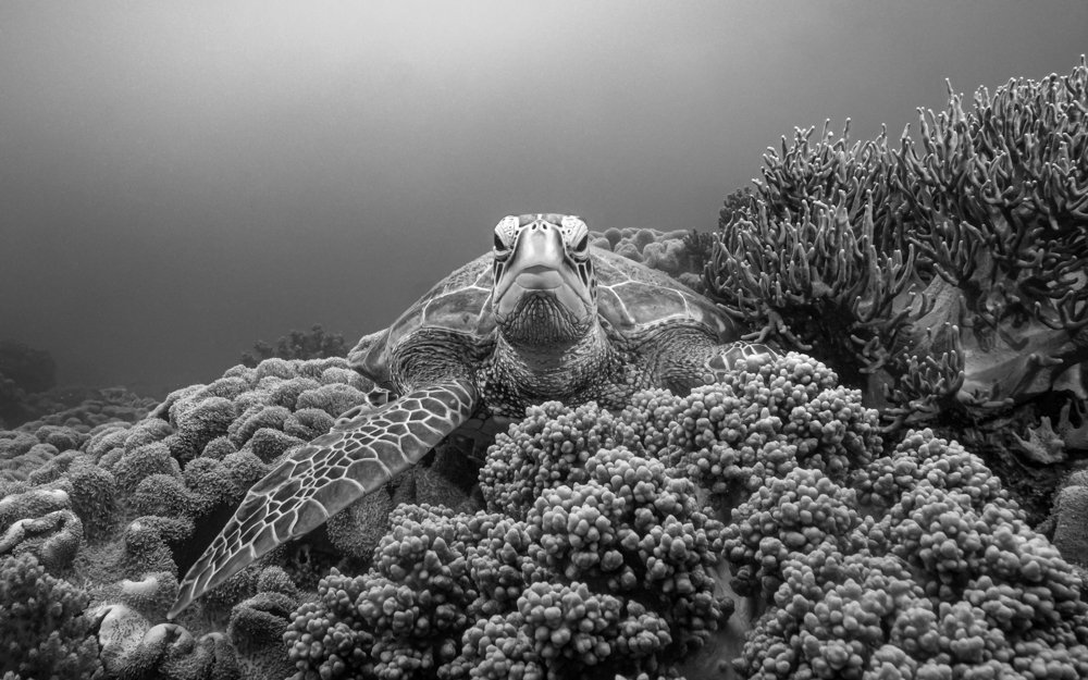 turtle, Андрей Савин