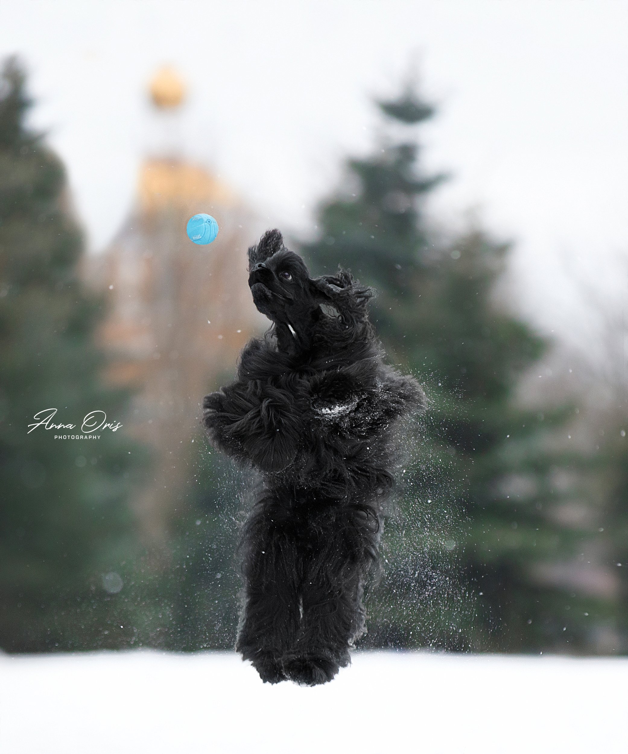 прыжок мяч зима снег игры красиво, Anna Oris