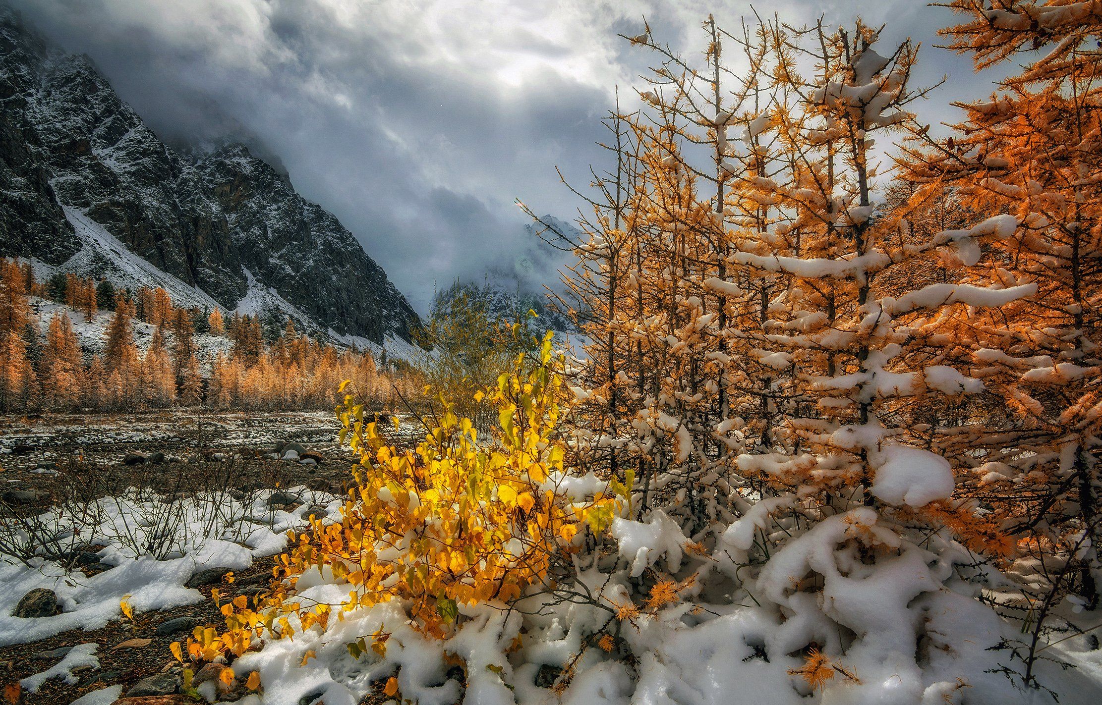 горный алтай,осень,долина актру,лиственницы,снег,карликовая берёзка,  lora_pavlova