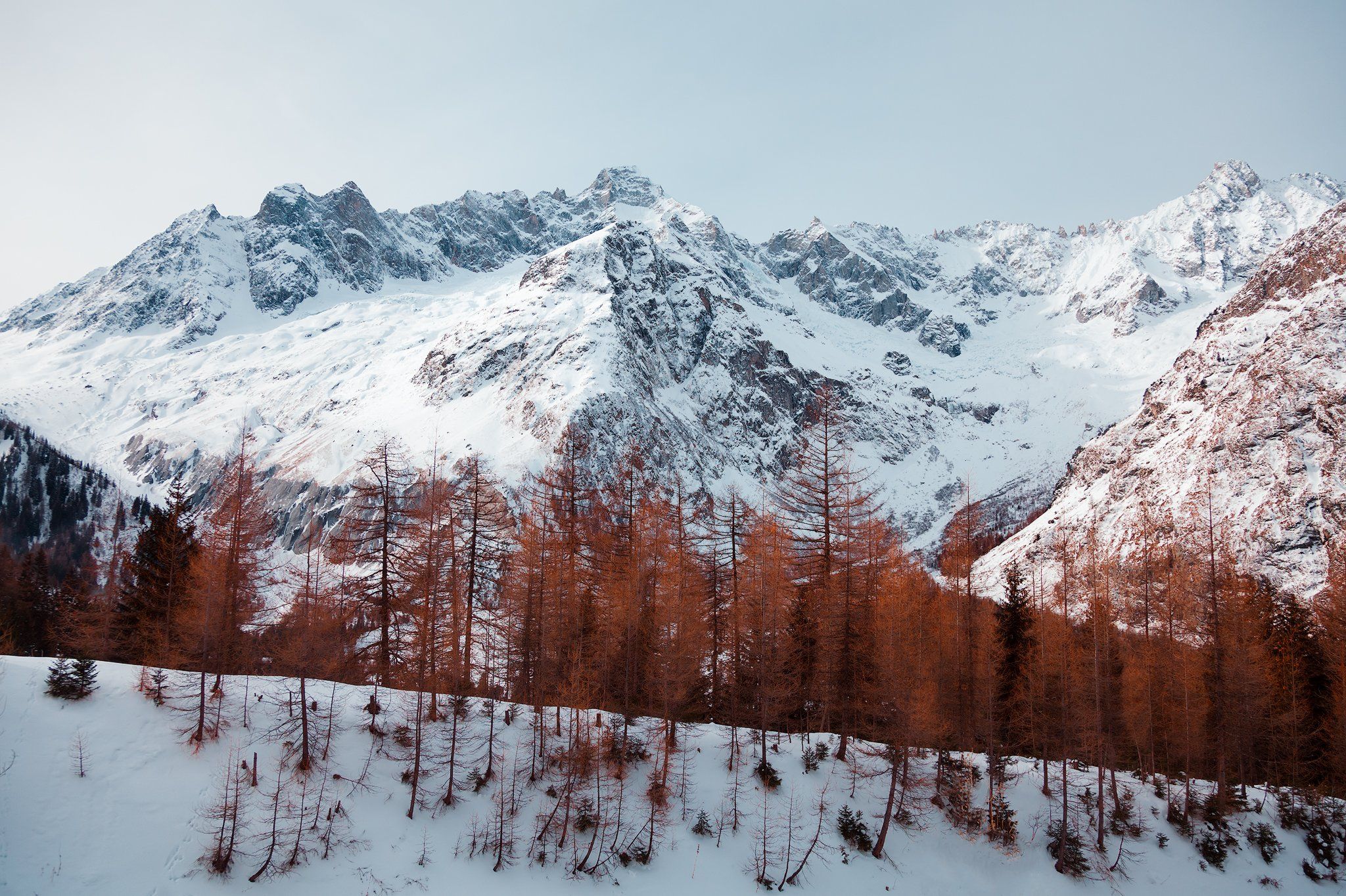 лес, горы, альпы, снег, рыжий, швейцария,, Андрей Огнев